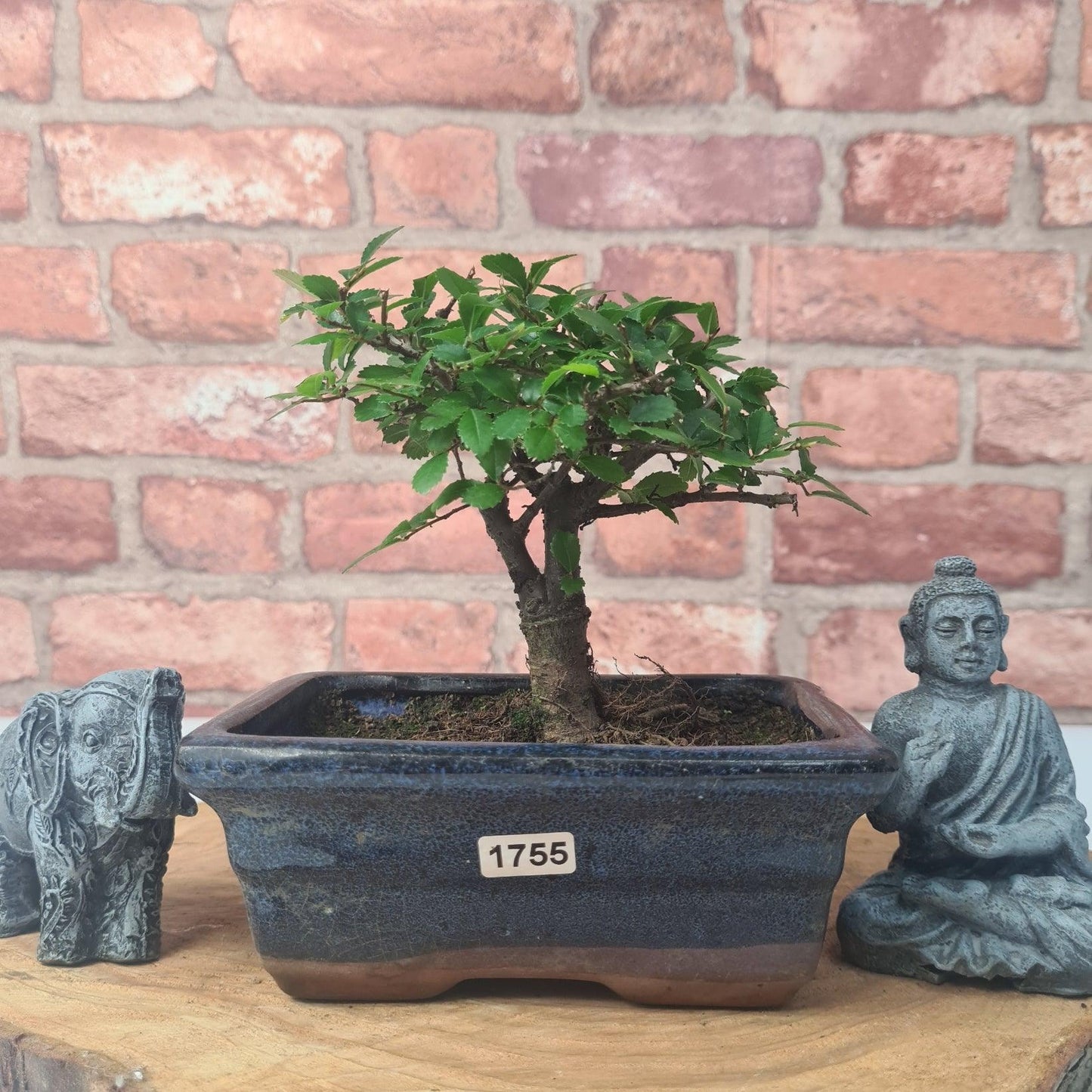 Chinese Elm (Ulmus Parvifolia) Bonsai Tree | Broom | In 15cm Pot
