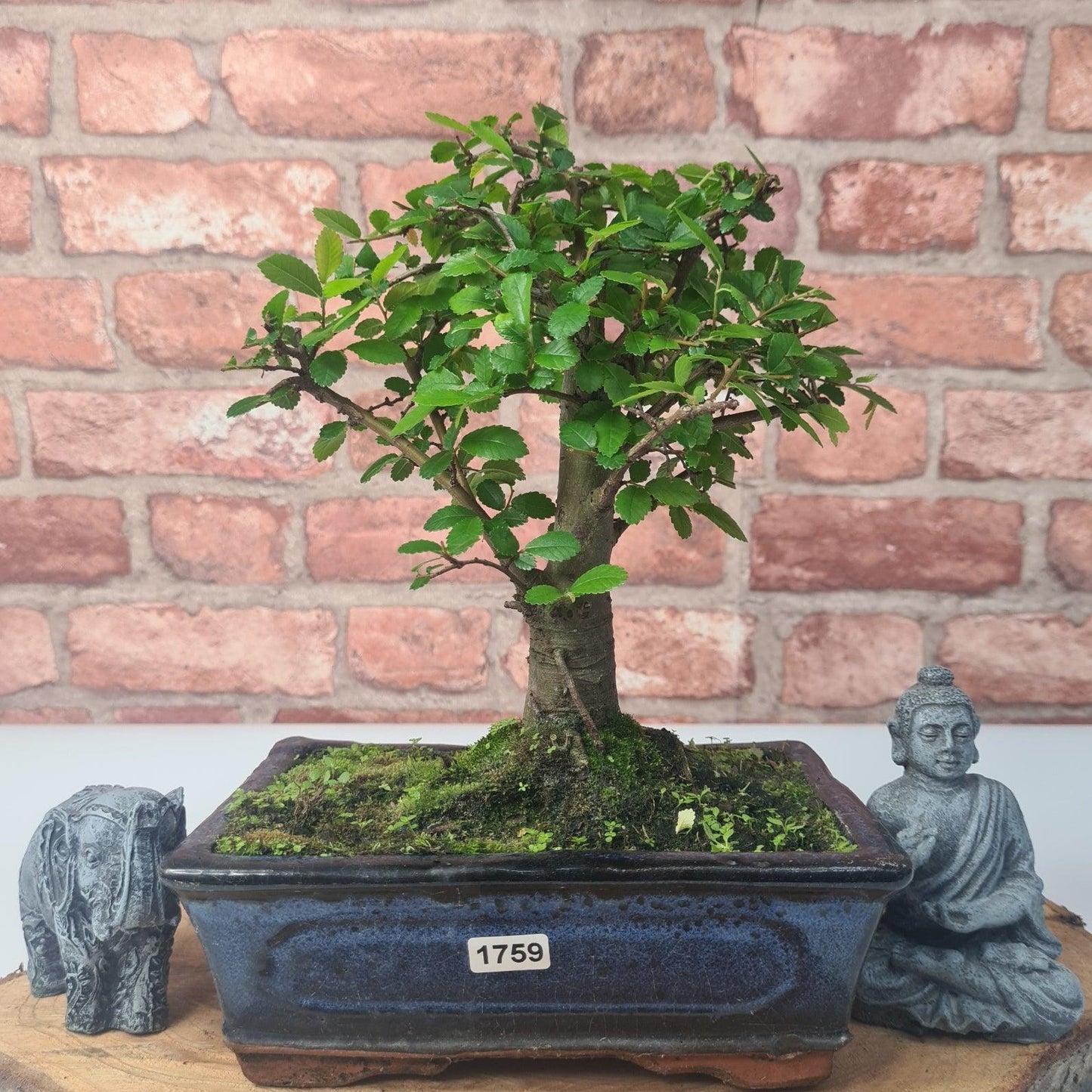 Chinese Elm (Ulmus Parvifolia) Bonsai Tree | Broom | In 20cm Pot