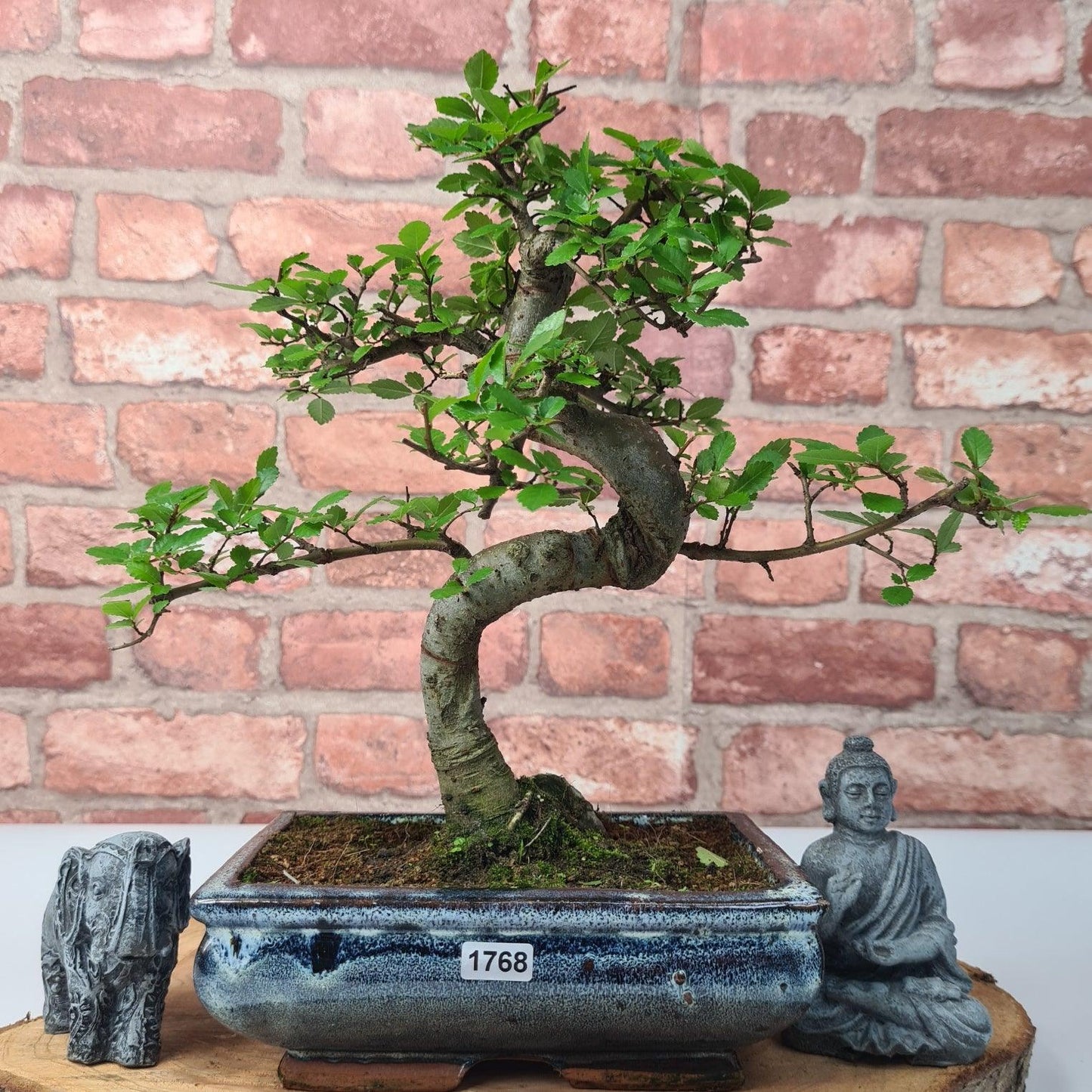 Chinese Elm (Ulmus Parvifolia) Bonsai Tree | Shaped | In 20cm Pot