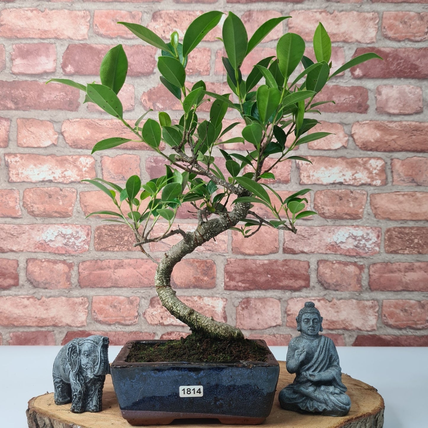 Ficus Microcarpa (Banyan Fig) Indoor Bonsai Tree | Shaped | In 15cm Pot