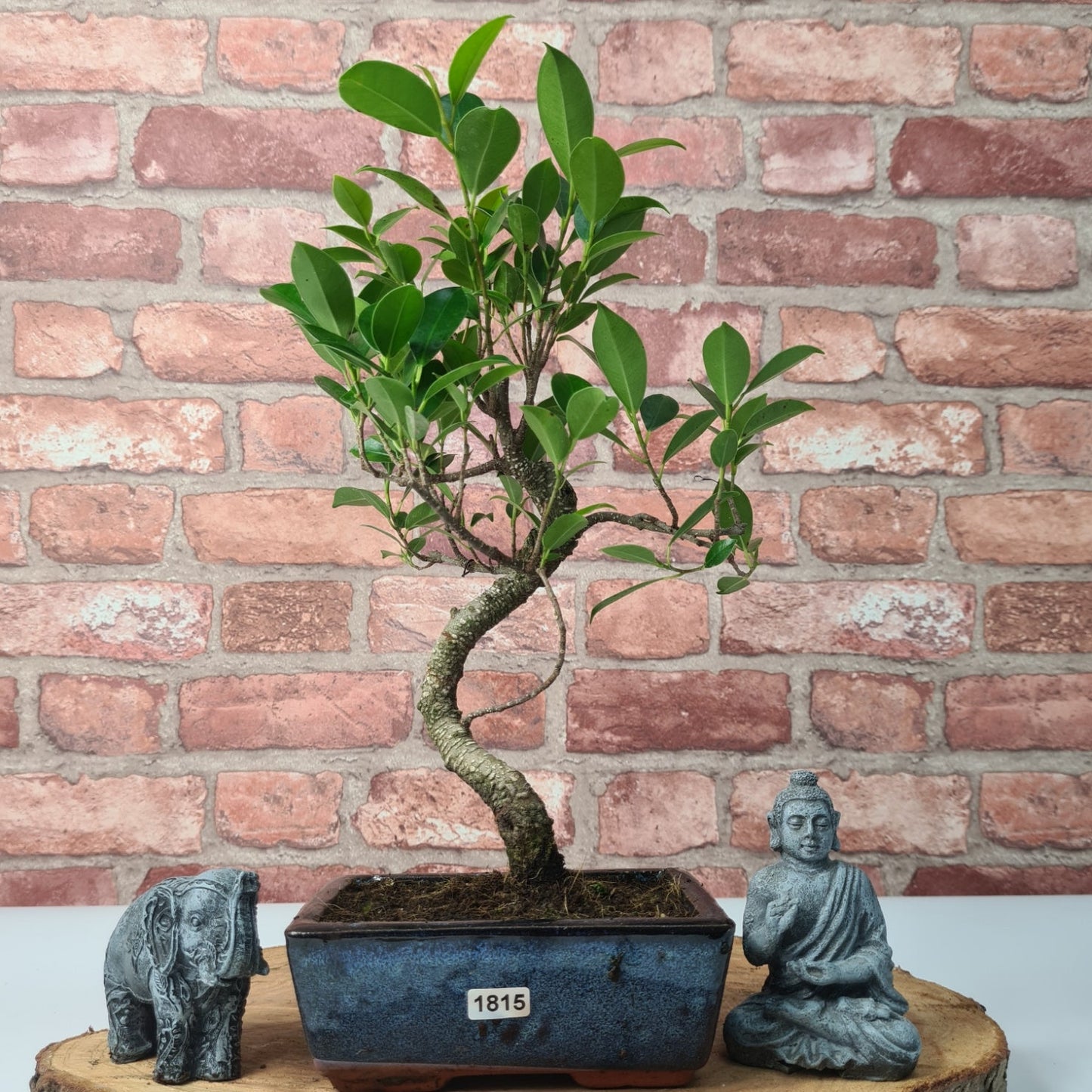Ficus Microcarpa (Banyan Fig) Indoor Bonsai Tree | Shaped | In 15cm Pot