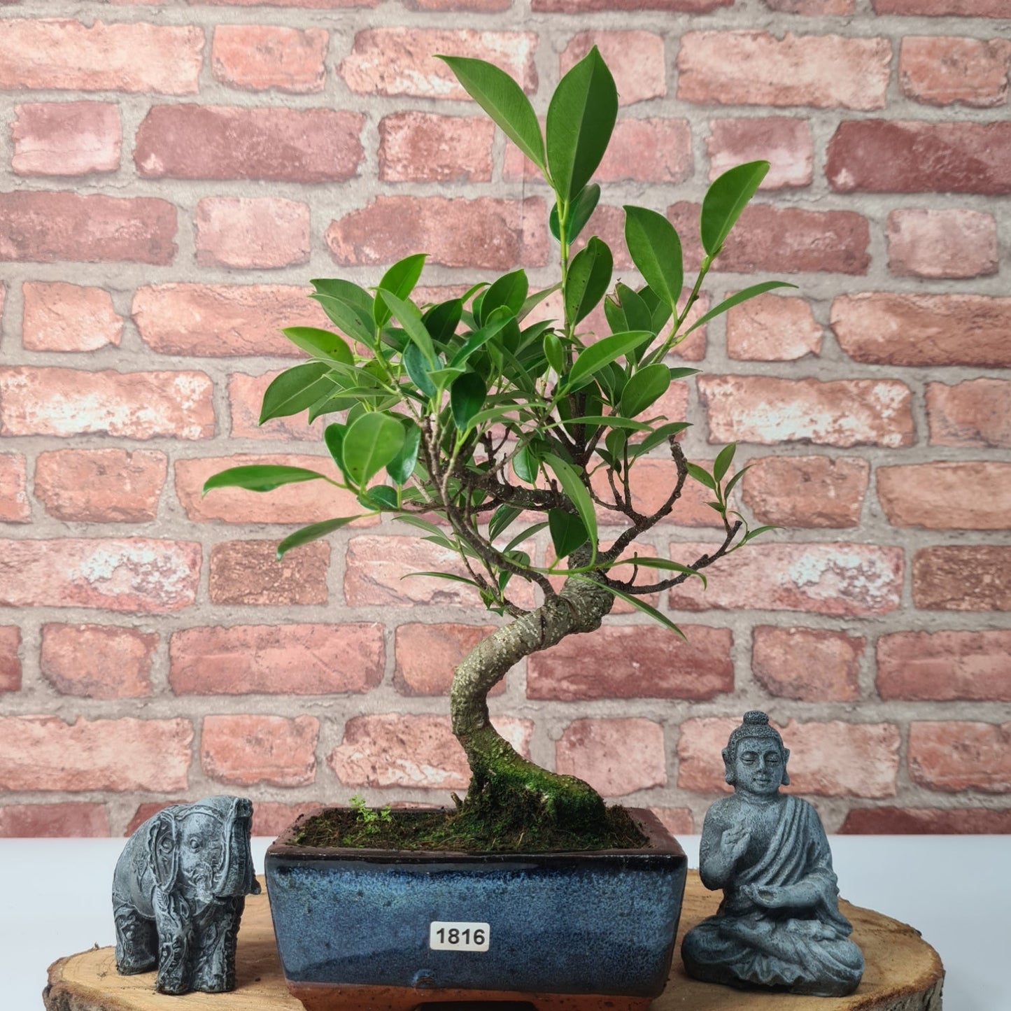 Ficus Microcarpa (Banyan Fig) Indoor Bonsai Tree | Shaped | In 15cm Pot