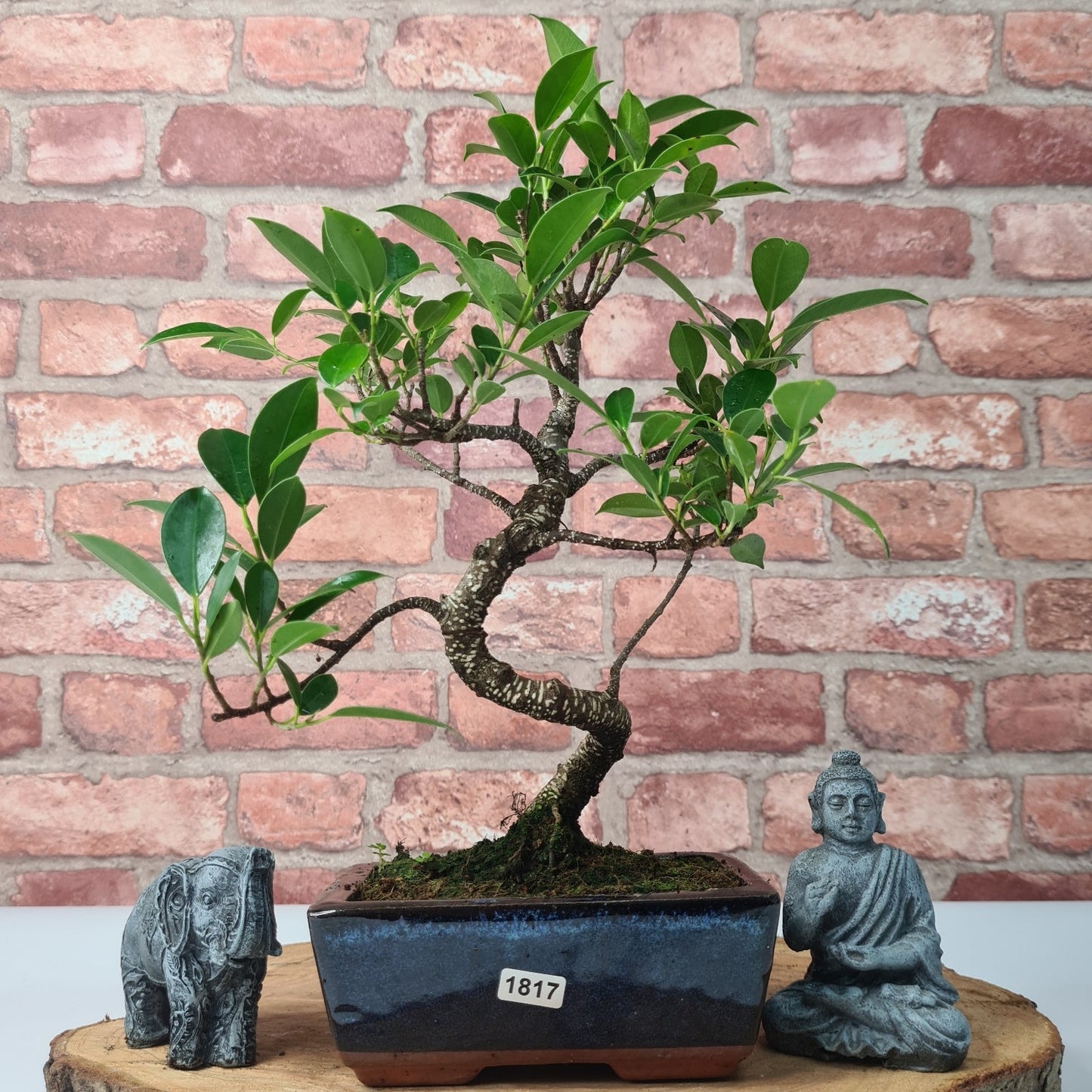 Ficus Microcarpa (Banyan Fig) Indoor Bonsai Tree | Shaped | In 15cm Pot