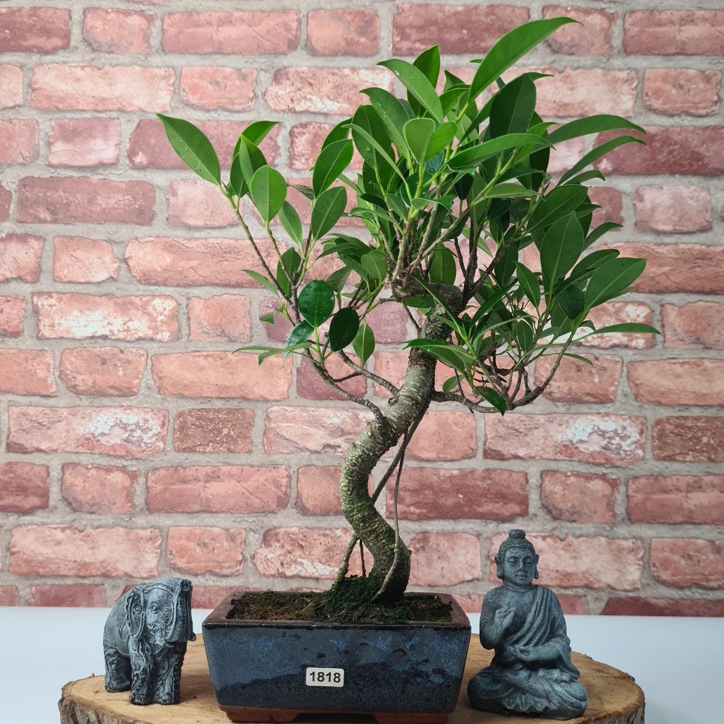 Ficus Microcarpa (Banyan Fig) Indoor Bonsai Tree | Shaped | In 15cm Pot
