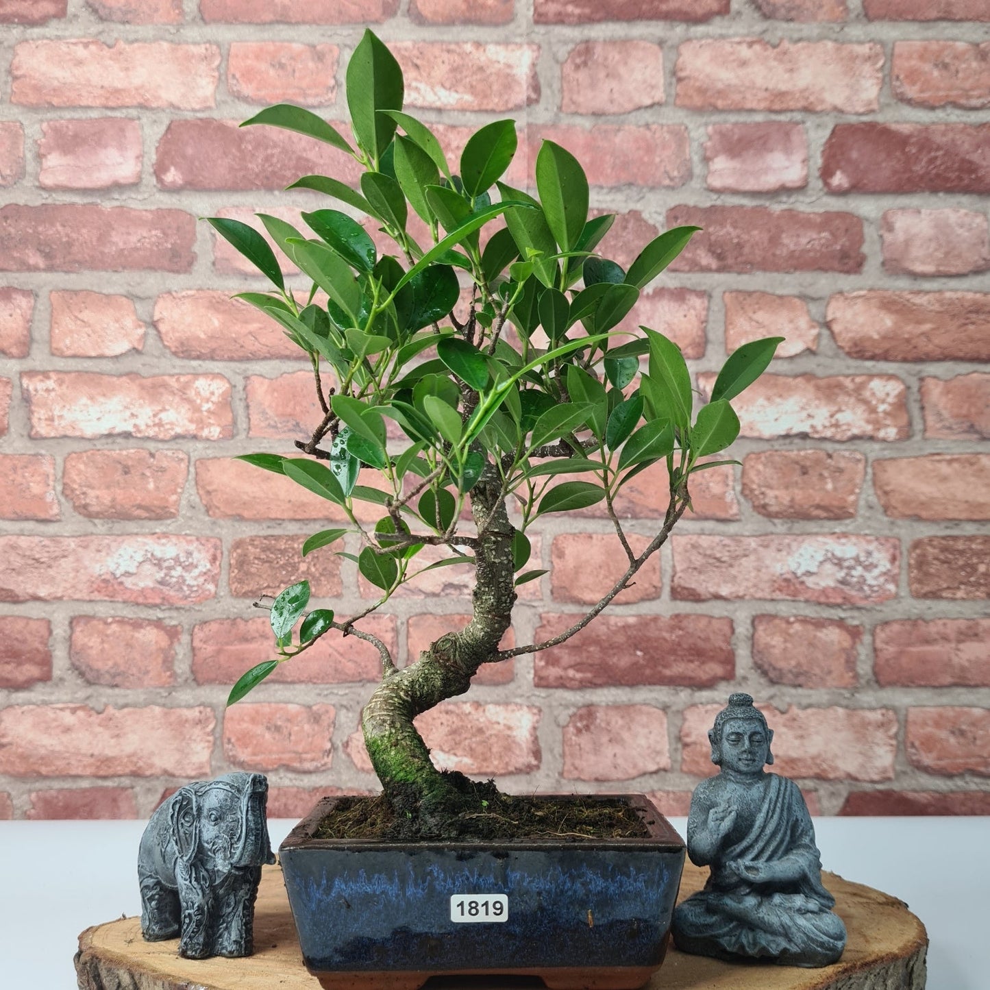 Ficus Microcarpa (Banyan Fig) Indoor Bonsai Tree | Shaped | In 15cm Pot