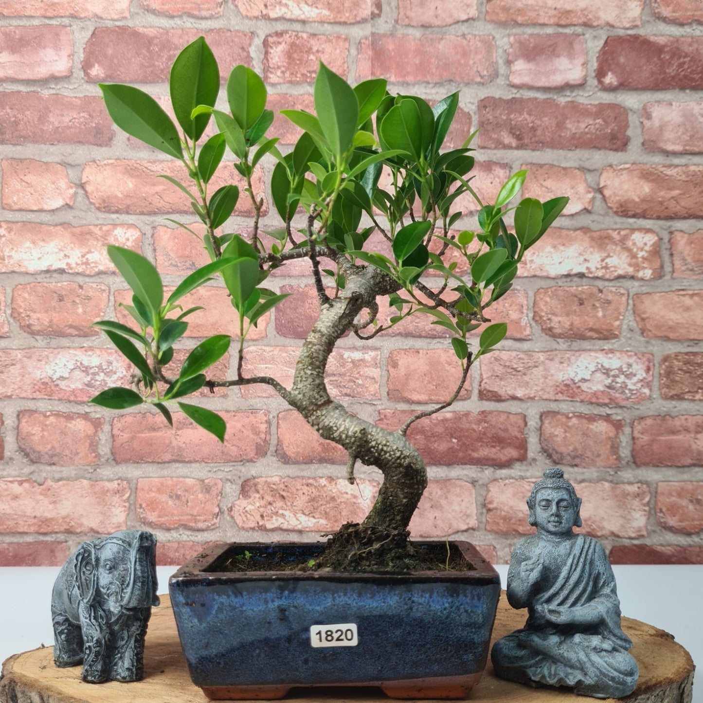 Ficus Microcarpa (Banyan Fig) Indoor Bonsai Tree | Shaped | In 15cm Pot