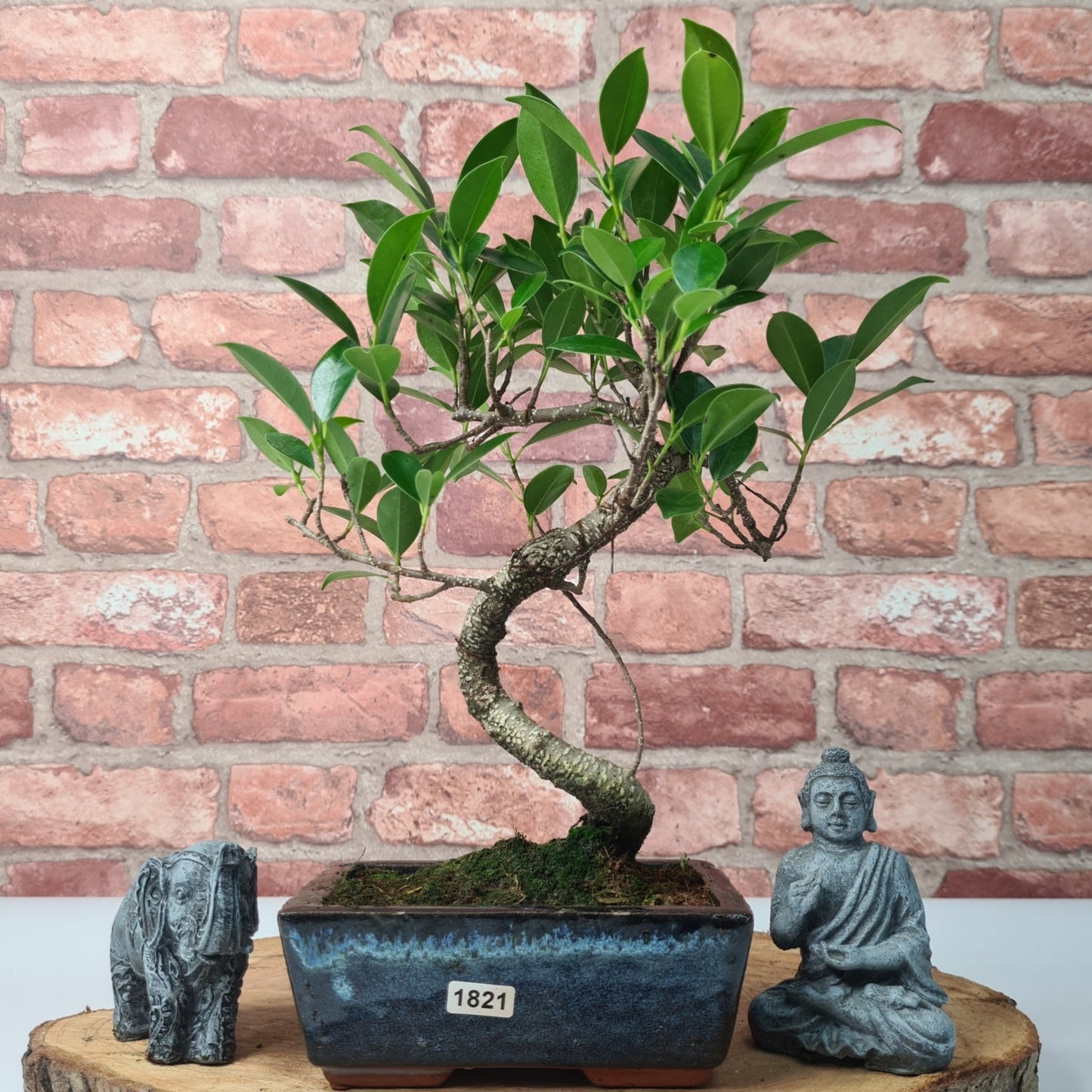 Ficus Microcarpa (Banyan Fig) Indoor Bonsai Tree | Shaped | In 15cm Pot