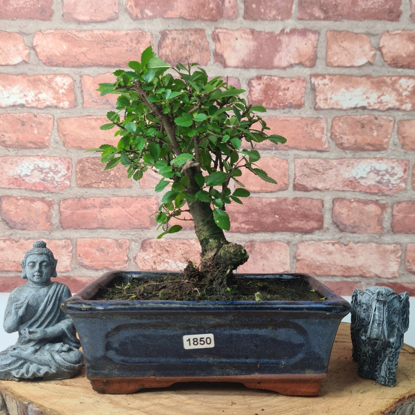 Chinese Elm (Ulmus Parvifolia) Bonsai Tree | Broom | In 20cm Pot