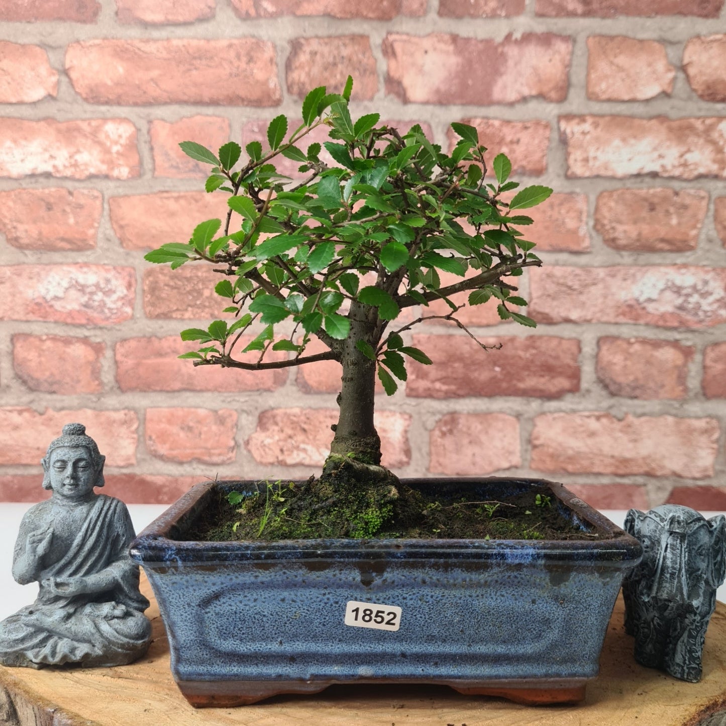 Chinese Elm (Ulmus Parvifolia) Bonsai Tree | Broom | In 20cm Pot