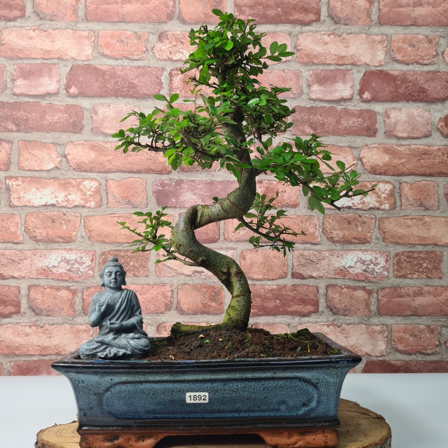Chinese Elm (Ulmus Parvifolia) Bonsai Tree | Shaped | In 30cm Pot