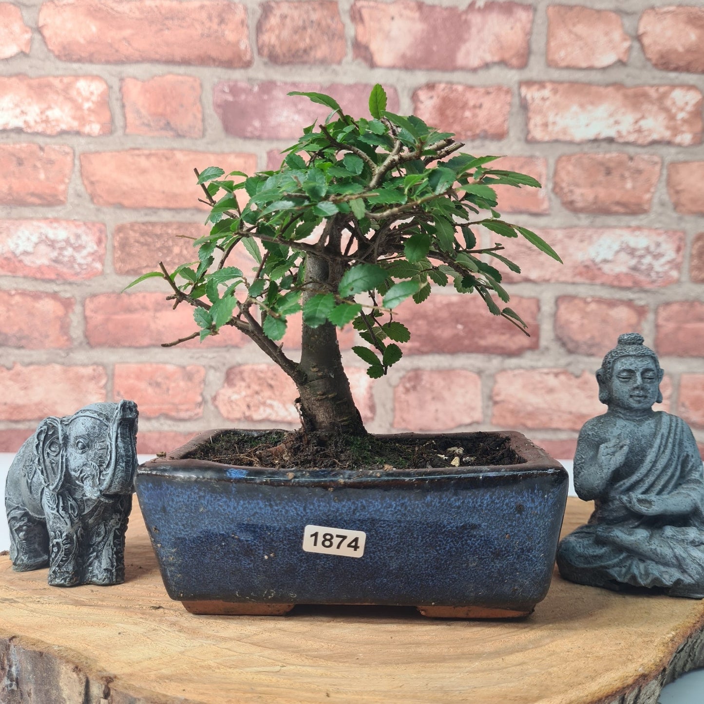 Chinese Elm (Ulmus Parvifolia) Bonsai Tree | Broom | In 15cm Pot