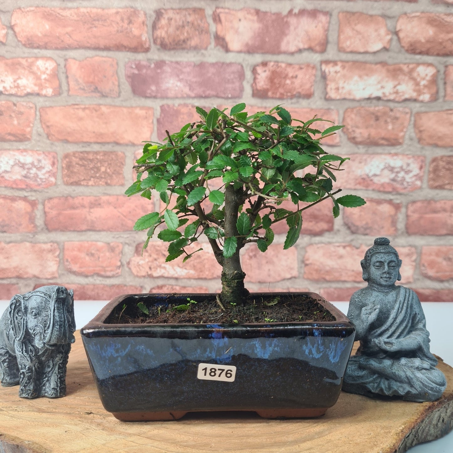 Chinese Elm (Ulmus Parvifolia) Bonsai Tree | Broom | In 15cm Pot