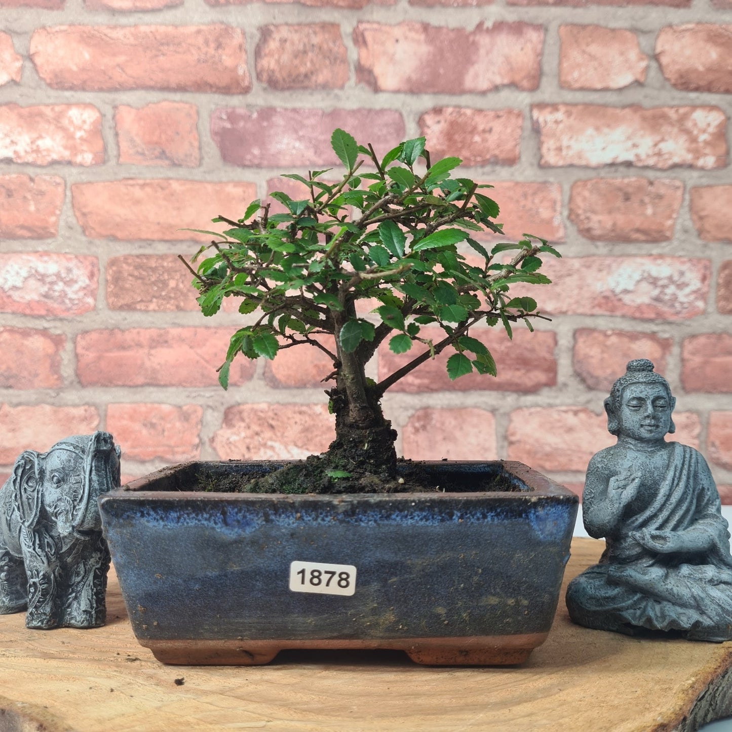 Chinese Elm (Ulmus Parvifolia) Bonsai Tree | Broom | In 15cm Pot