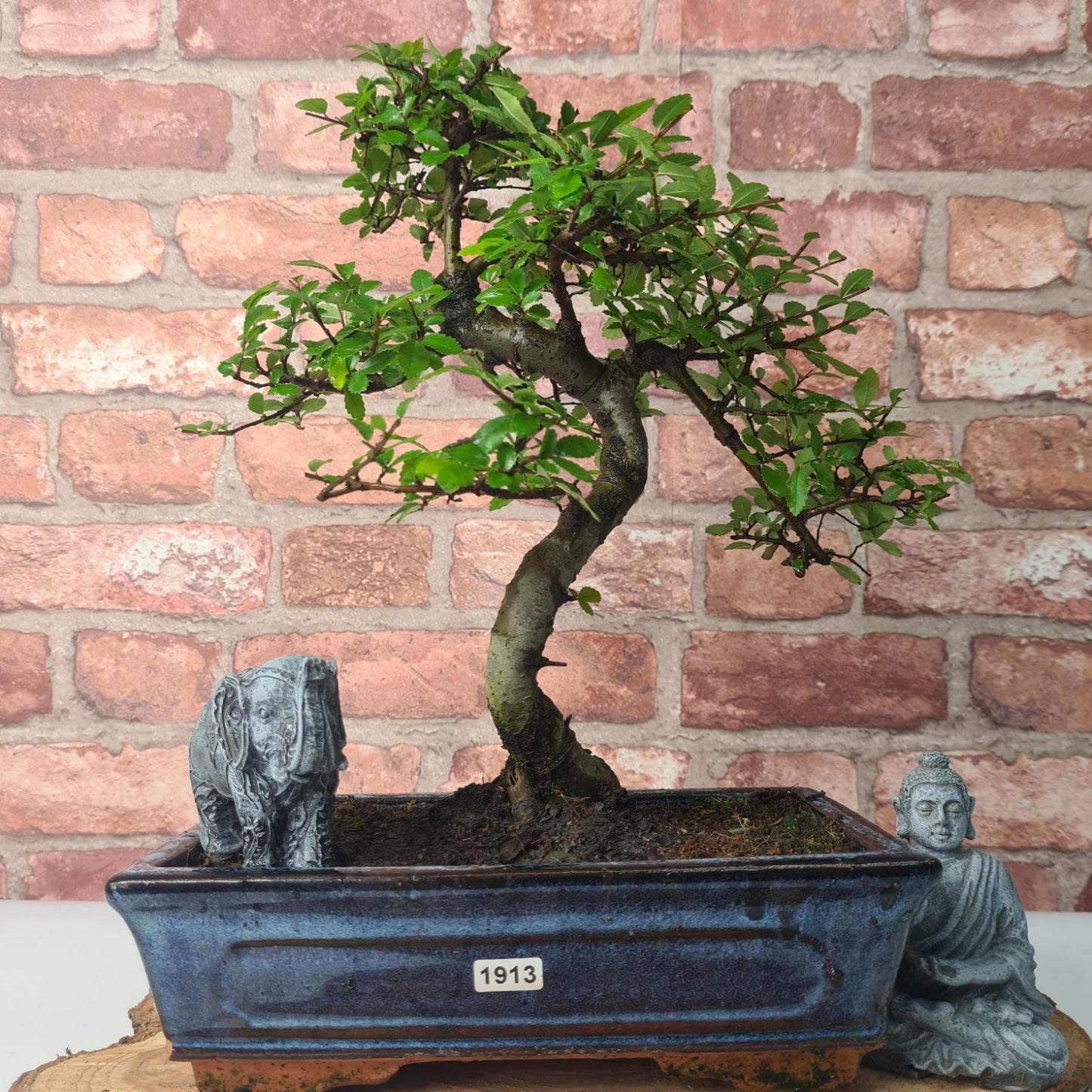 Chinese Elm (Ulmus Parvifolia) Bonsai Tree | Shaped | In 25cm Pot