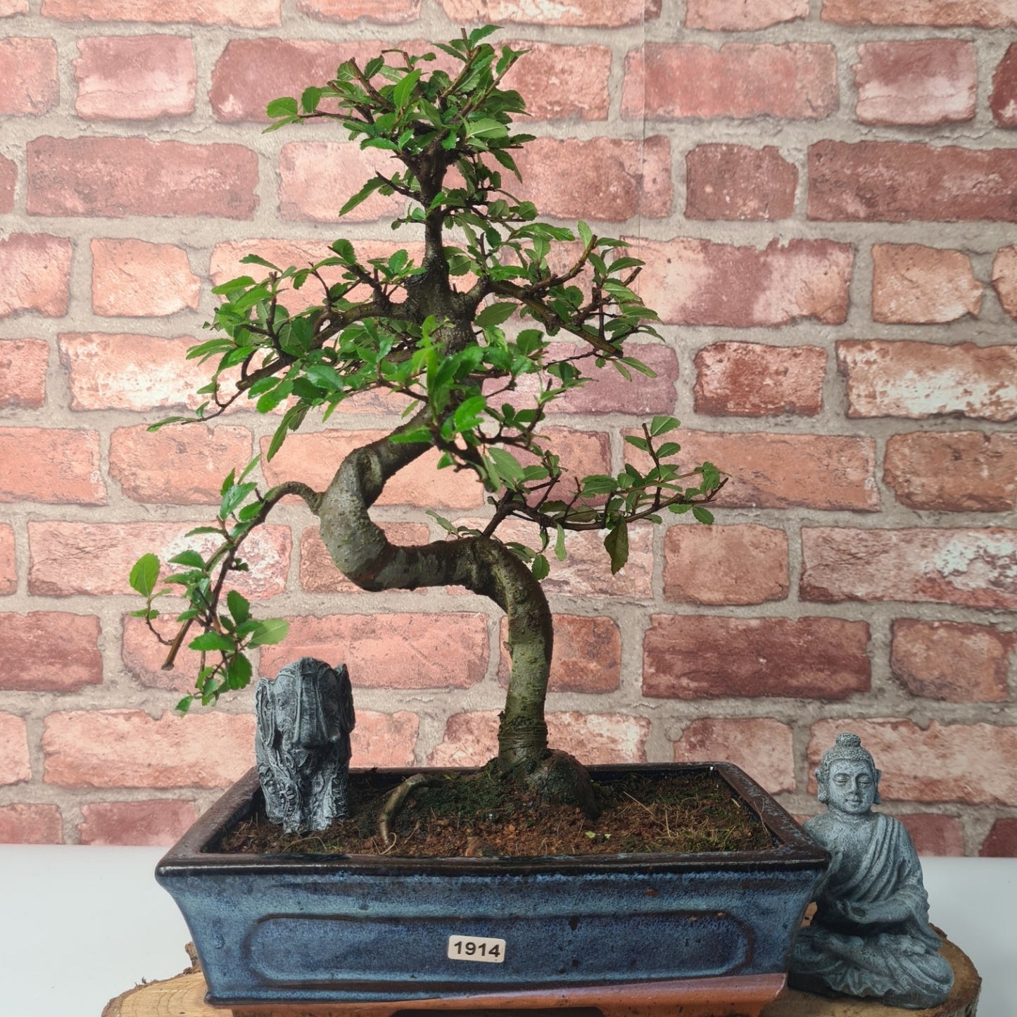 Chinese Elm (Ulmus Parvifolia) Bonsai Tree | Shaped | In 25cm Pot