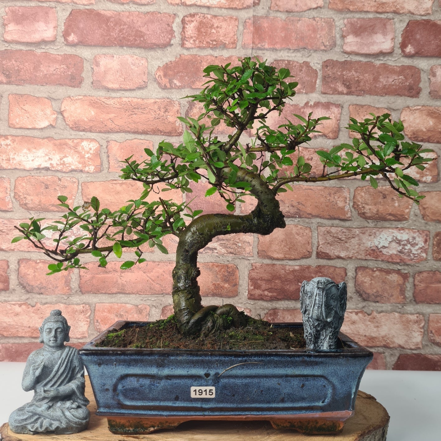 Chinese Elm (Ulmus Parvifolia) Bonsai Tree | Shaped | In 25cm Pot