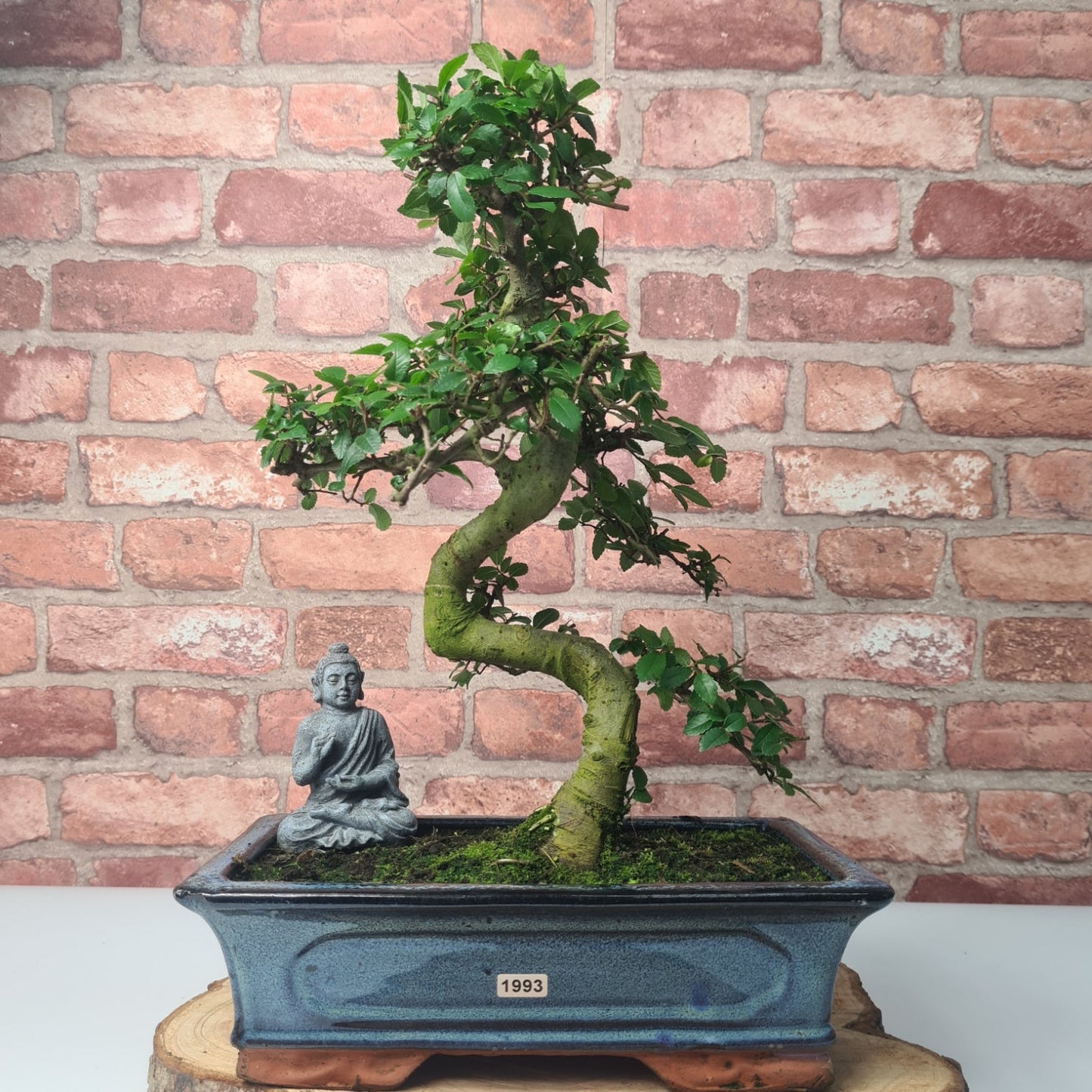 Chinese Elm (Ulmus Parvifolia) Bonsai Tree | Shaped | In 25cm Pot