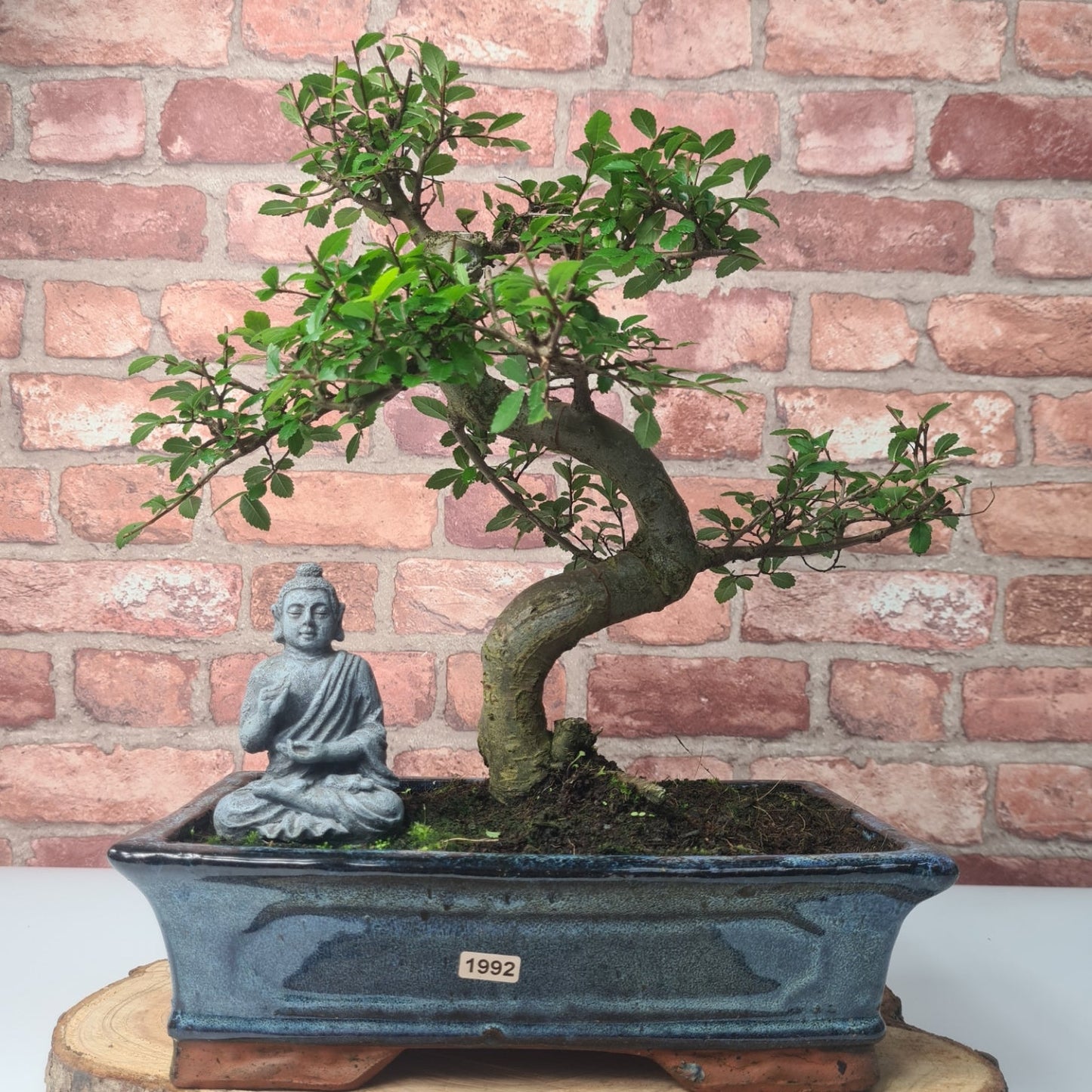 Chinese Elm (Ulmus Parvifolia) Bonsai Tree | Shaped | In 25cm Pot