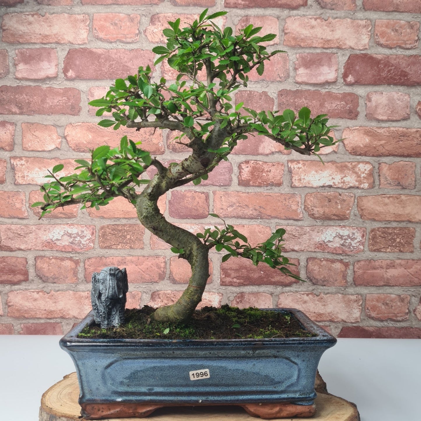 Chinese Elm (Ulmus Parvifolia) Bonsai Tree | Shaped | In 25cm Pot