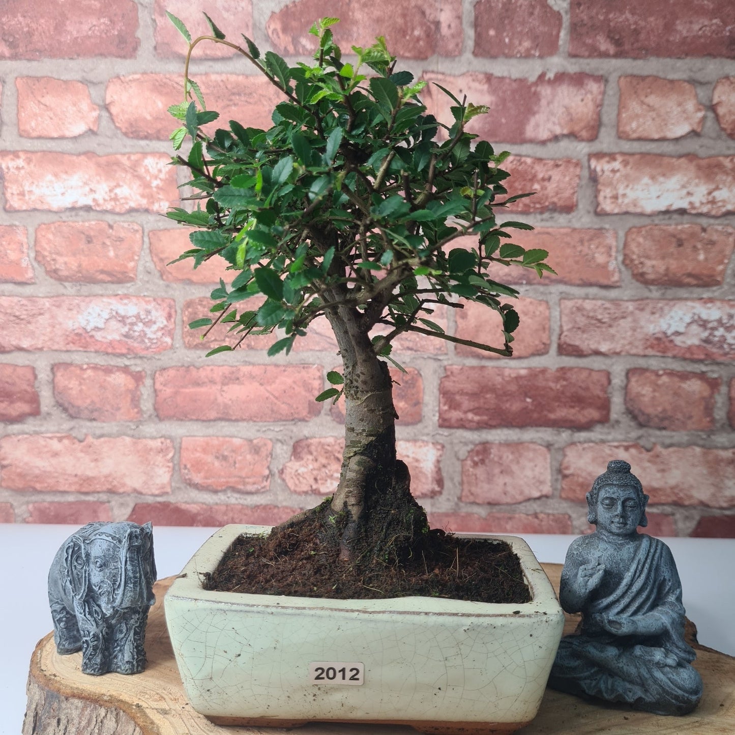 Chinese Elm (Ulmus Parvifolia) Bonsai Tree | Broom | In 15cm Pot