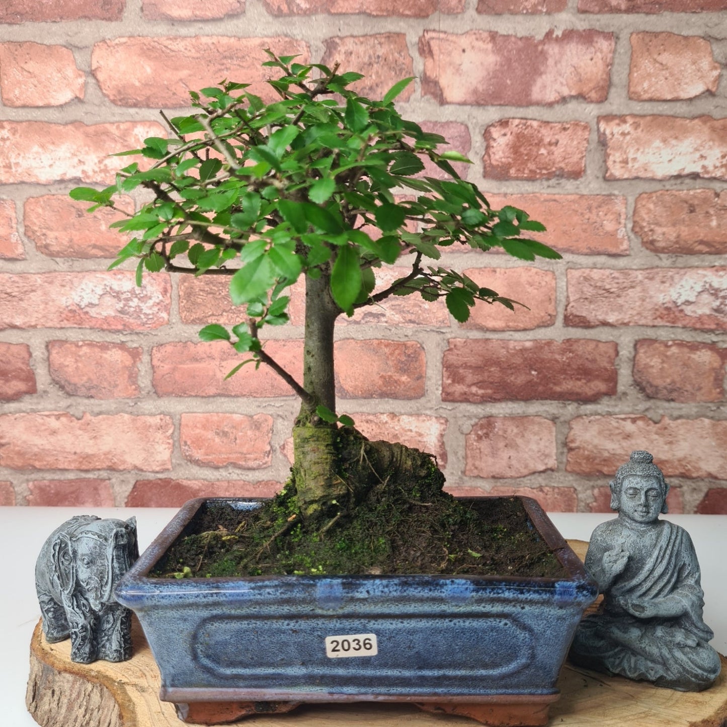 Chinese Elm (Ulmus Parvifolia) Bonsai Tree | Broom | In 20cm Pot