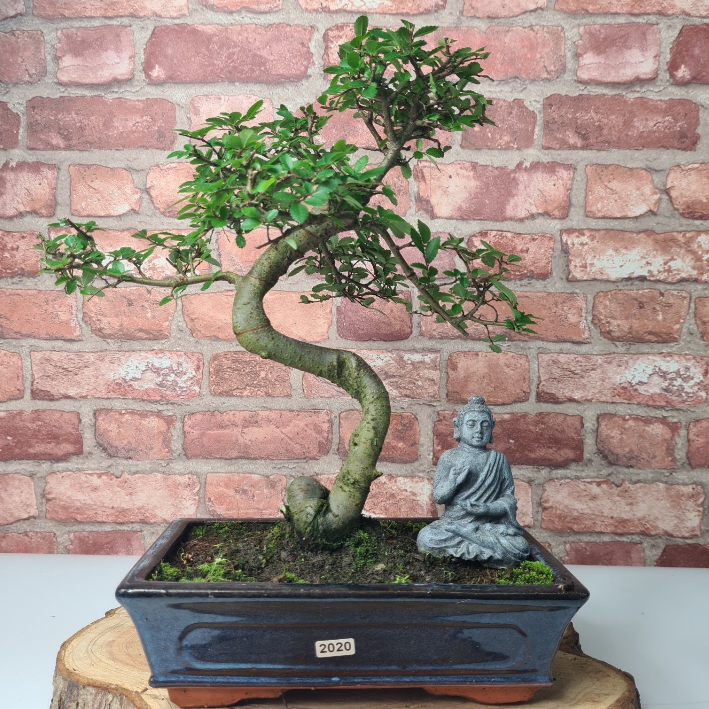 Chinese Elm (Ulmus Parvifolia) Bonsai Tree | Shaped | In 25cm Pot