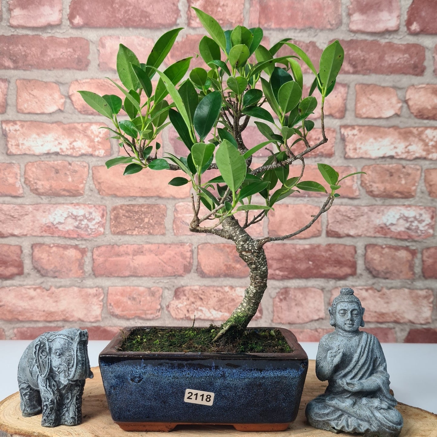 Ficus Microcarpa (Banyan Fig) Indoor Bonsai Tree | Shaped | In 15cm Pot