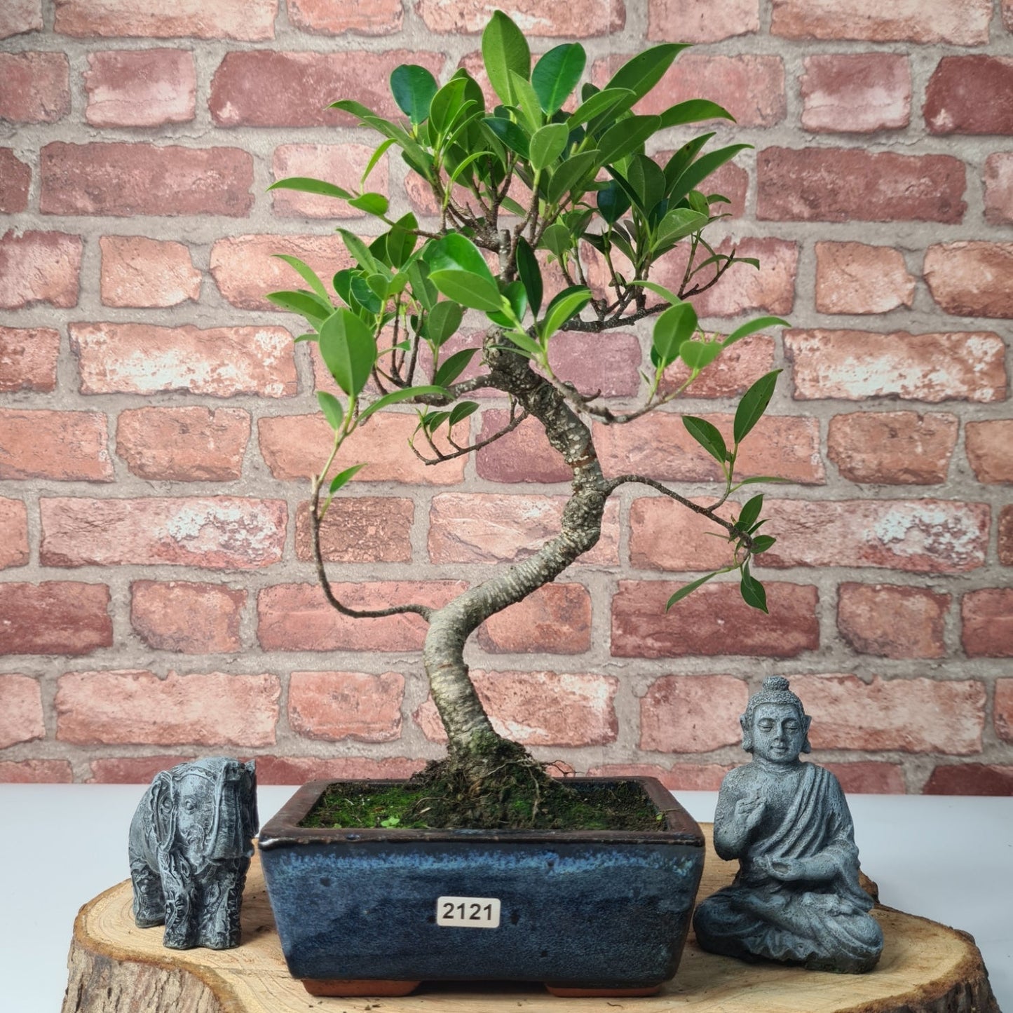 Ficus Microcarpa (Banyan Fig) Indoor Bonsai Tree | Shaped | In 15cm Pot