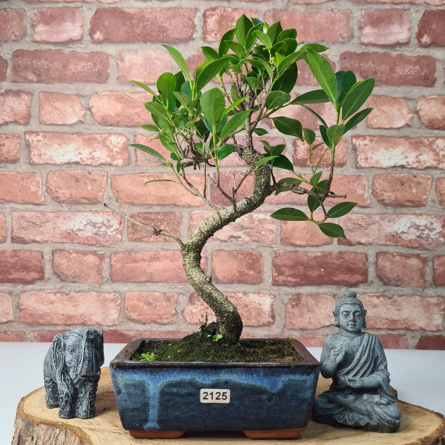 Ficus Microcarpa (Banyan Fig) Indoor Bonsai Tree | Shaped | In 15cm Pot