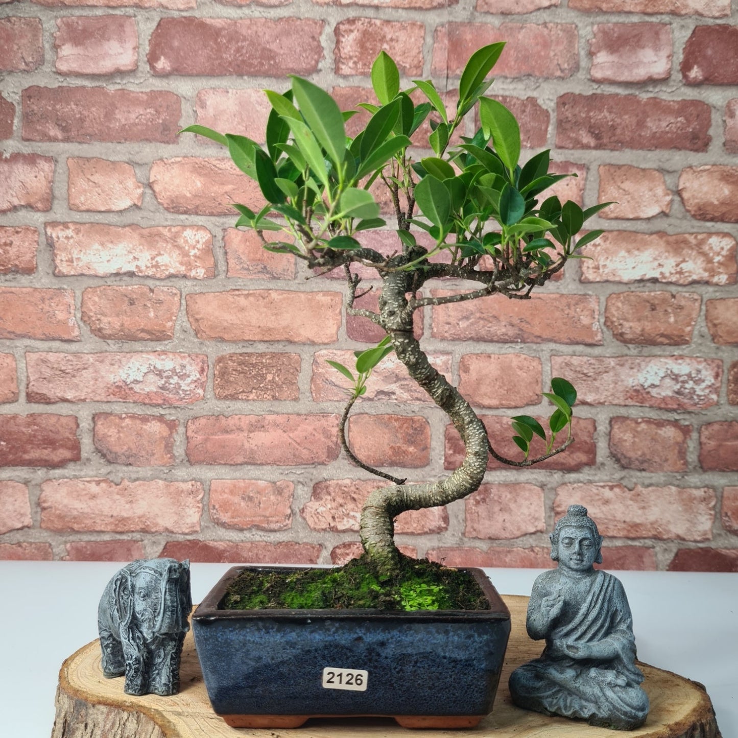 Ficus Microcarpa (Banyan Fig) Indoor Bonsai Tree | Shaped | In 15cm Pot