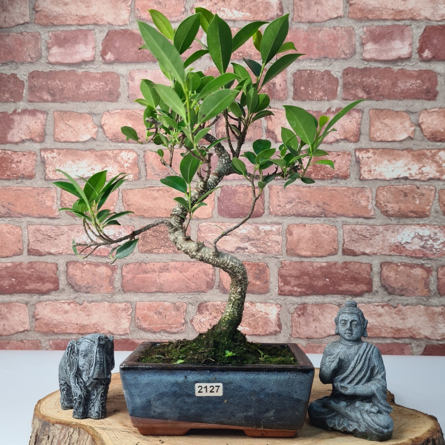Ficus Microcarpa (Banyan Fig) Indoor Bonsai Tree | Shaped | In 15cm Pot
