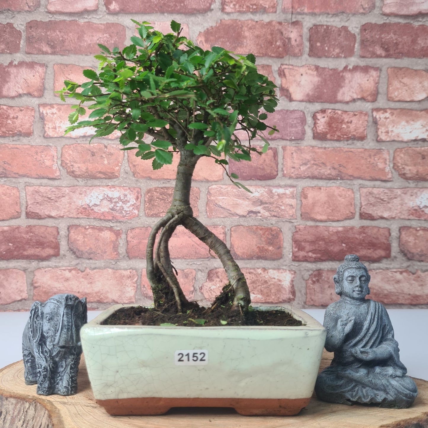 Chinese Elm (Ulmus Parvifolia) Bonsai Tree | Broom | In 15cm Pot
