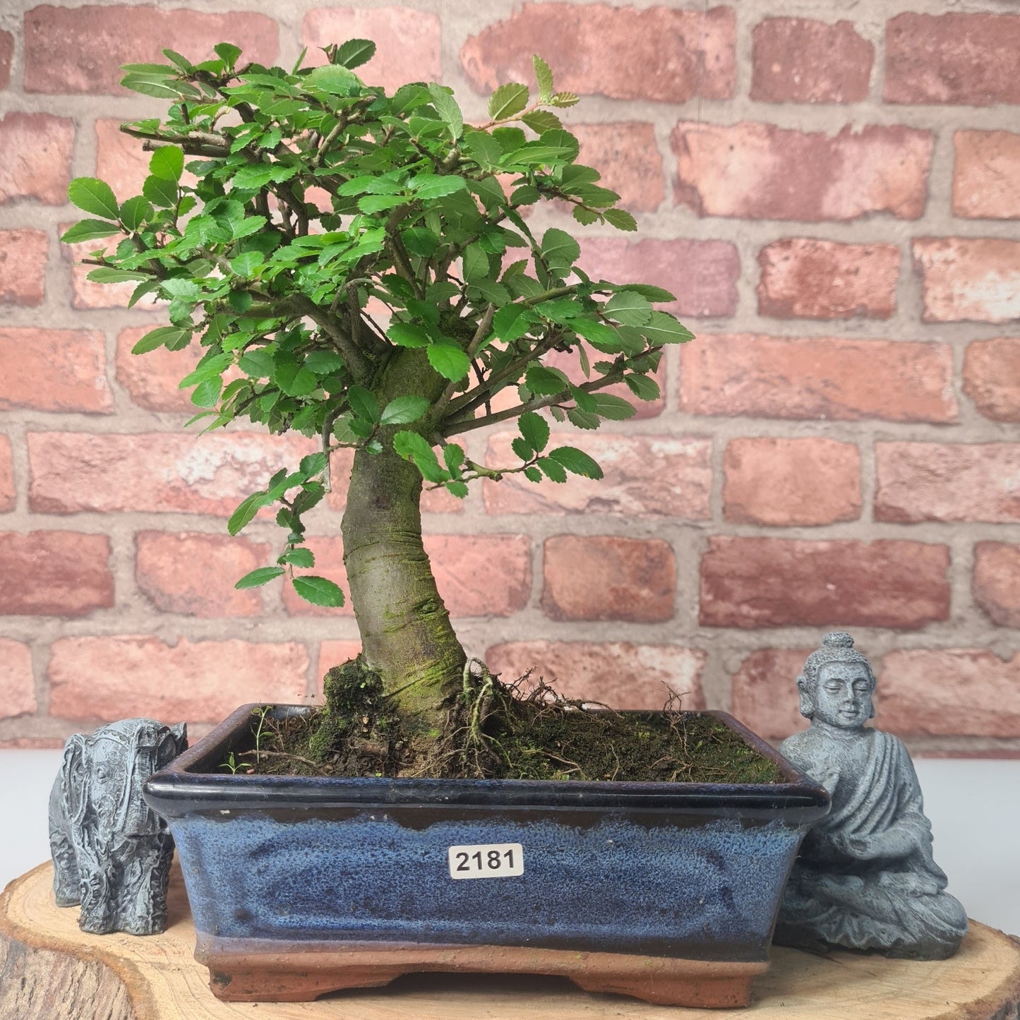 Chinese Elm (Ulmus Parvifolia) Bonsai Tree | Broom | In 20cm Pot