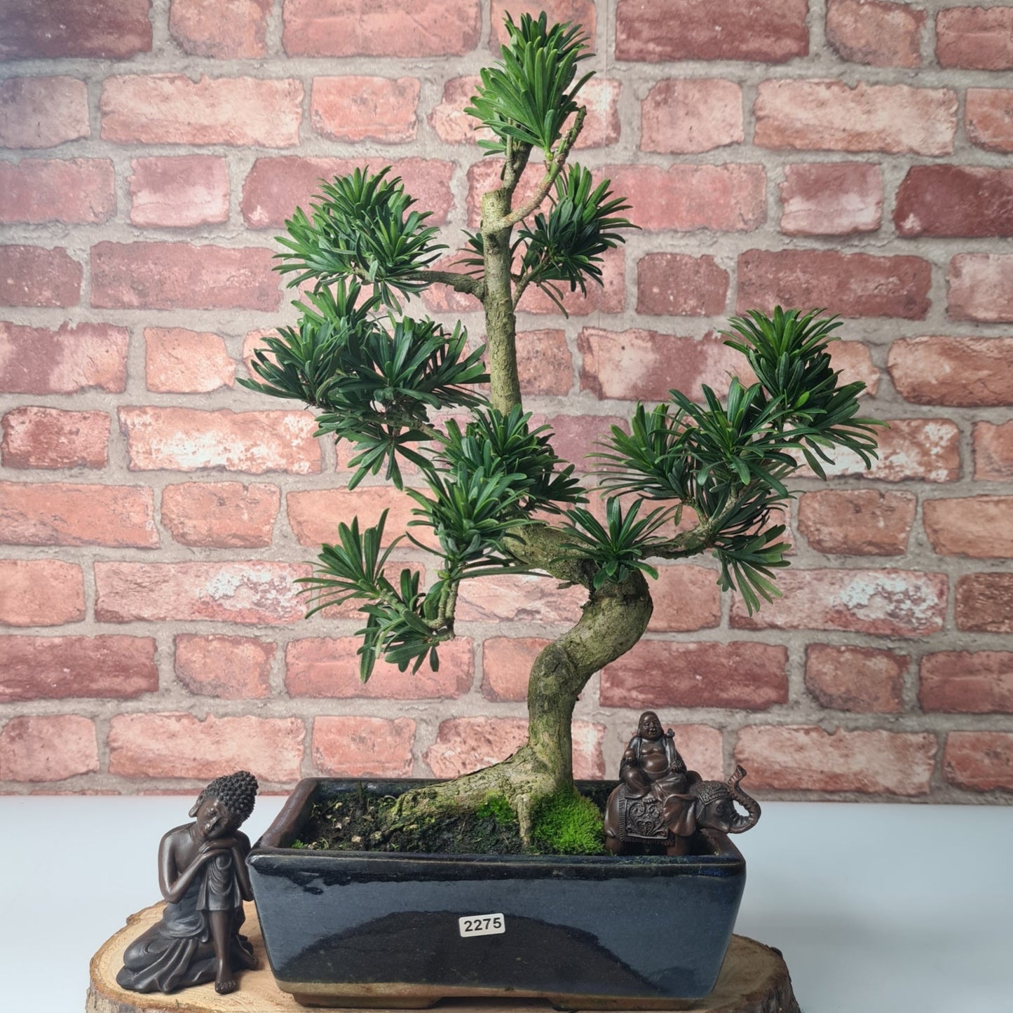 Buddhist Pine (Podocarpus Micro) Bonsai Tree | Shaped | In 25cm Pot