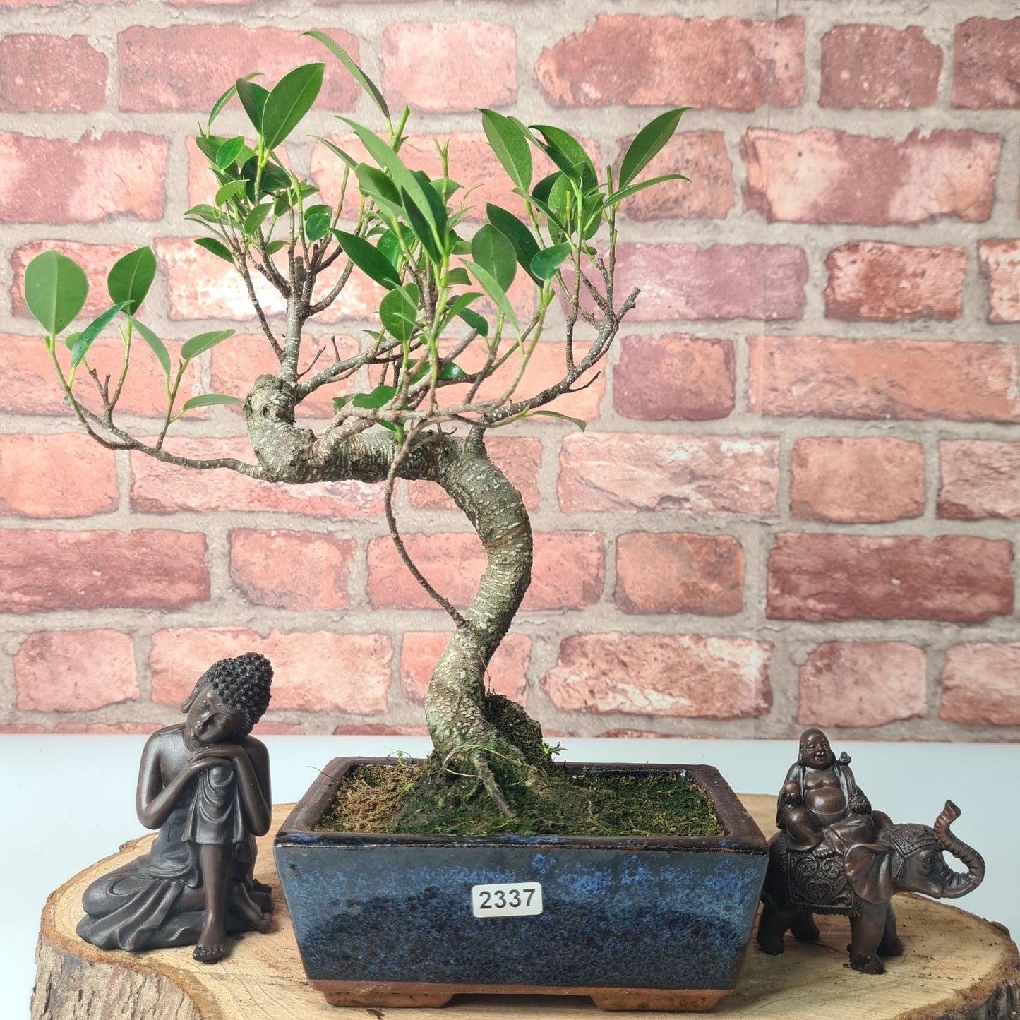 Ficus Microcarpa (Banyan Fig) Indoor Bonsai Tree | Shaped | In 15cm Pot
