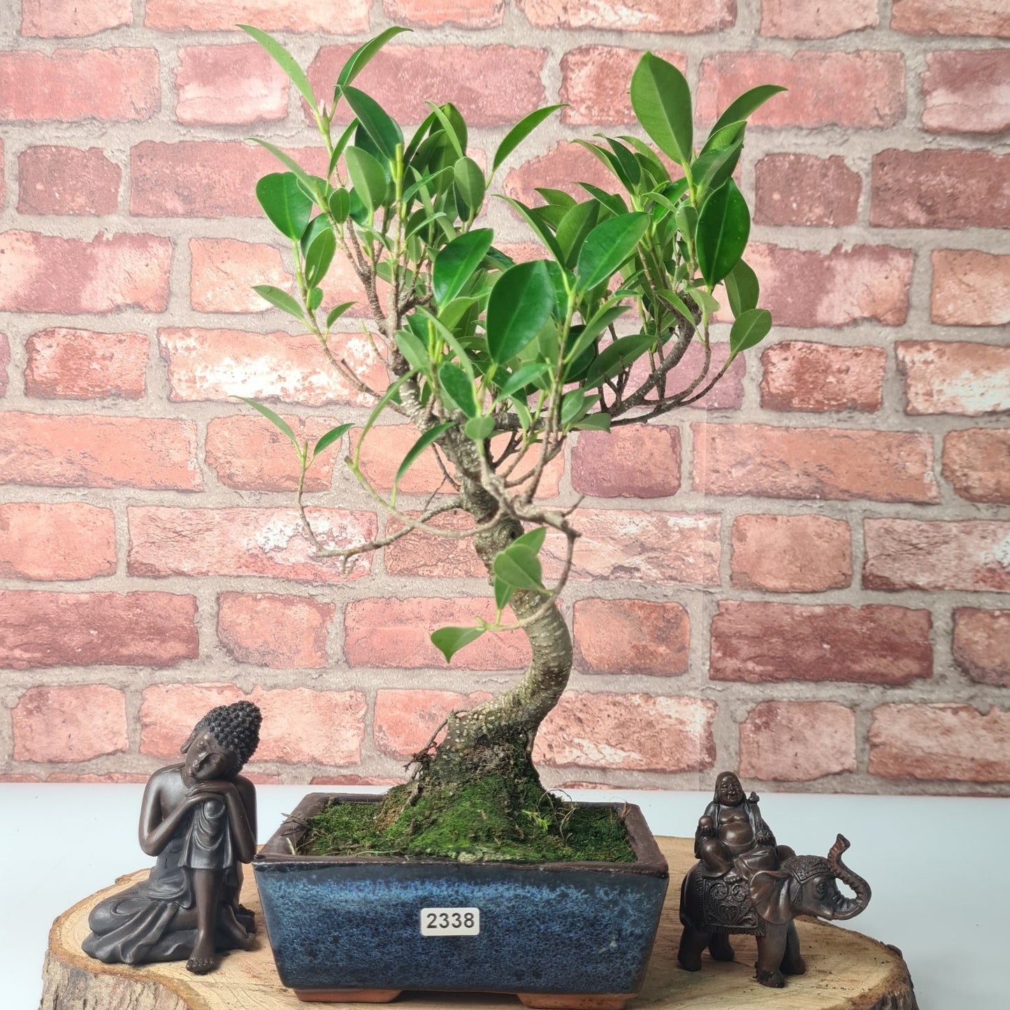 Ficus Microcarpa (Banyan Fig) Indoor Bonsai Tree | Shaped | In 15cm Pot