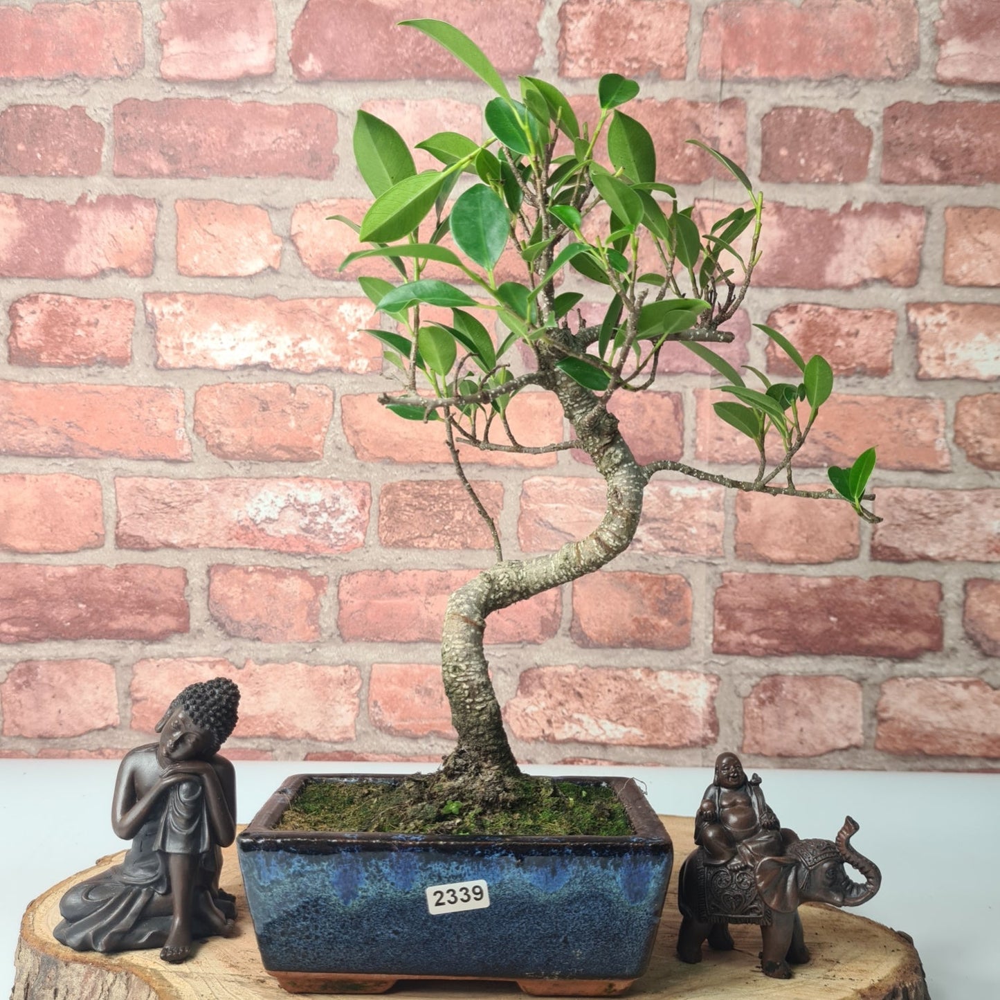 Ficus Microcarpa (Banyan Fig) Indoor Bonsai Tree | Shaped | In 15cm Pot