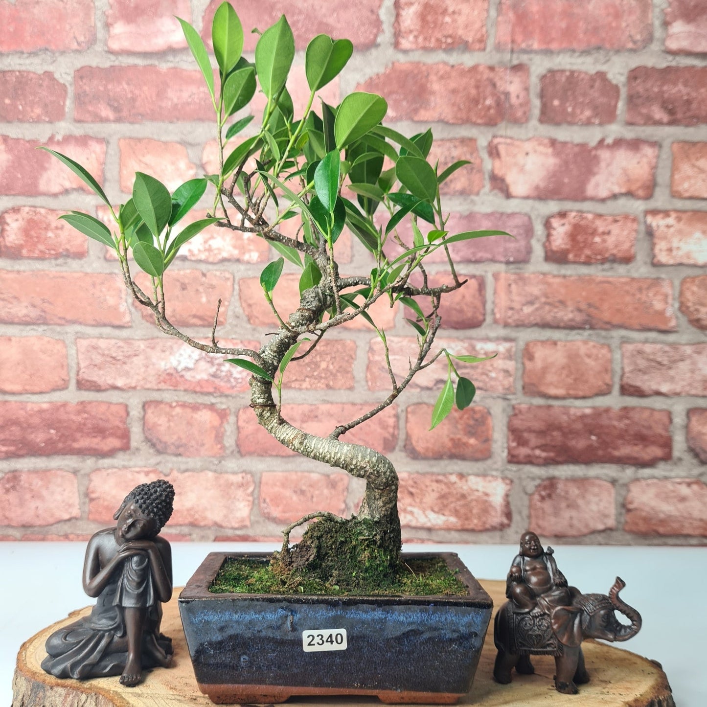 Ficus Microcarpa (Banyan Fig) Indoor Bonsai Tree | Shaped | In 15cm Pot