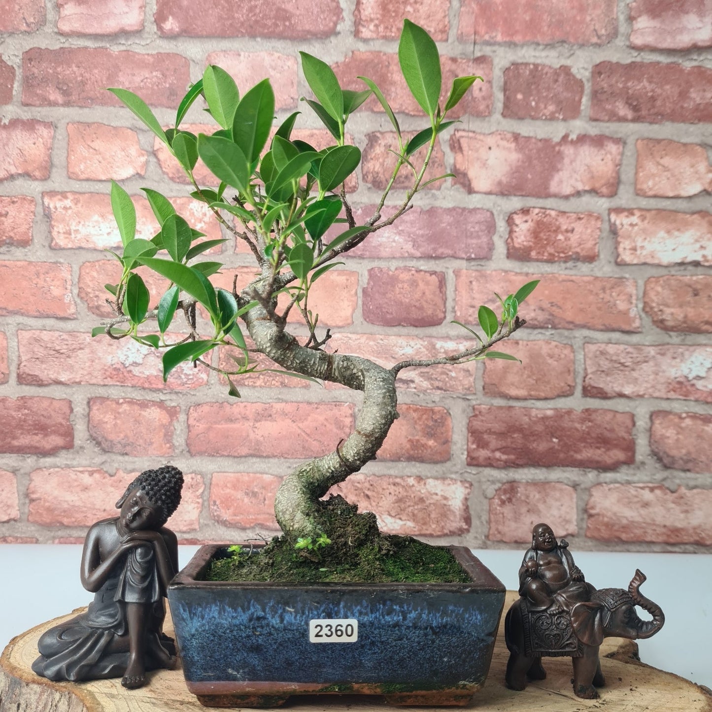 Ficus Microcarpa (Banyan Fig) Indoor Bonsai Tree | Shaped | In 15cm Pot