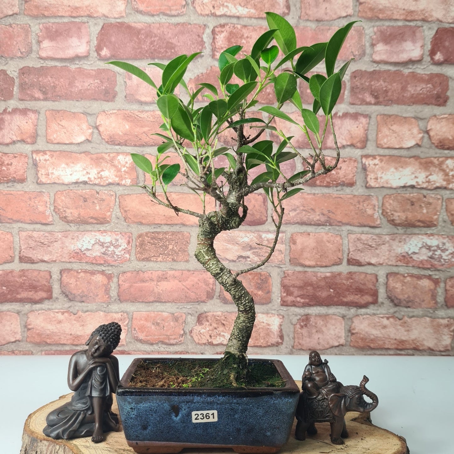 Ficus Microcarpa (Banyan Fig) Indoor Bonsai Tree | Shaped | In 15cm Pot