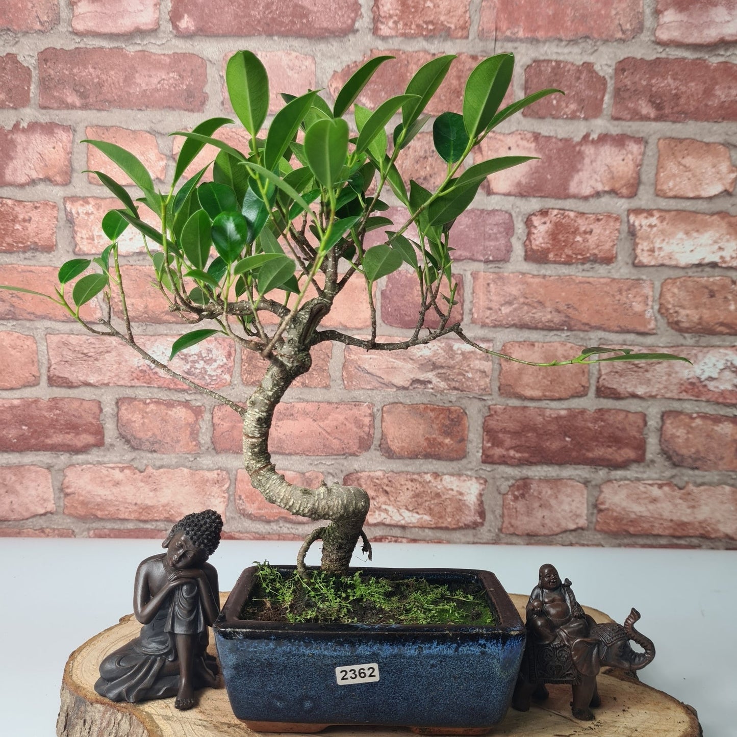 Ficus Microcarpa (Banyan Fig) Indoor Bonsai Tree | Shaped | In 15cm Pot
