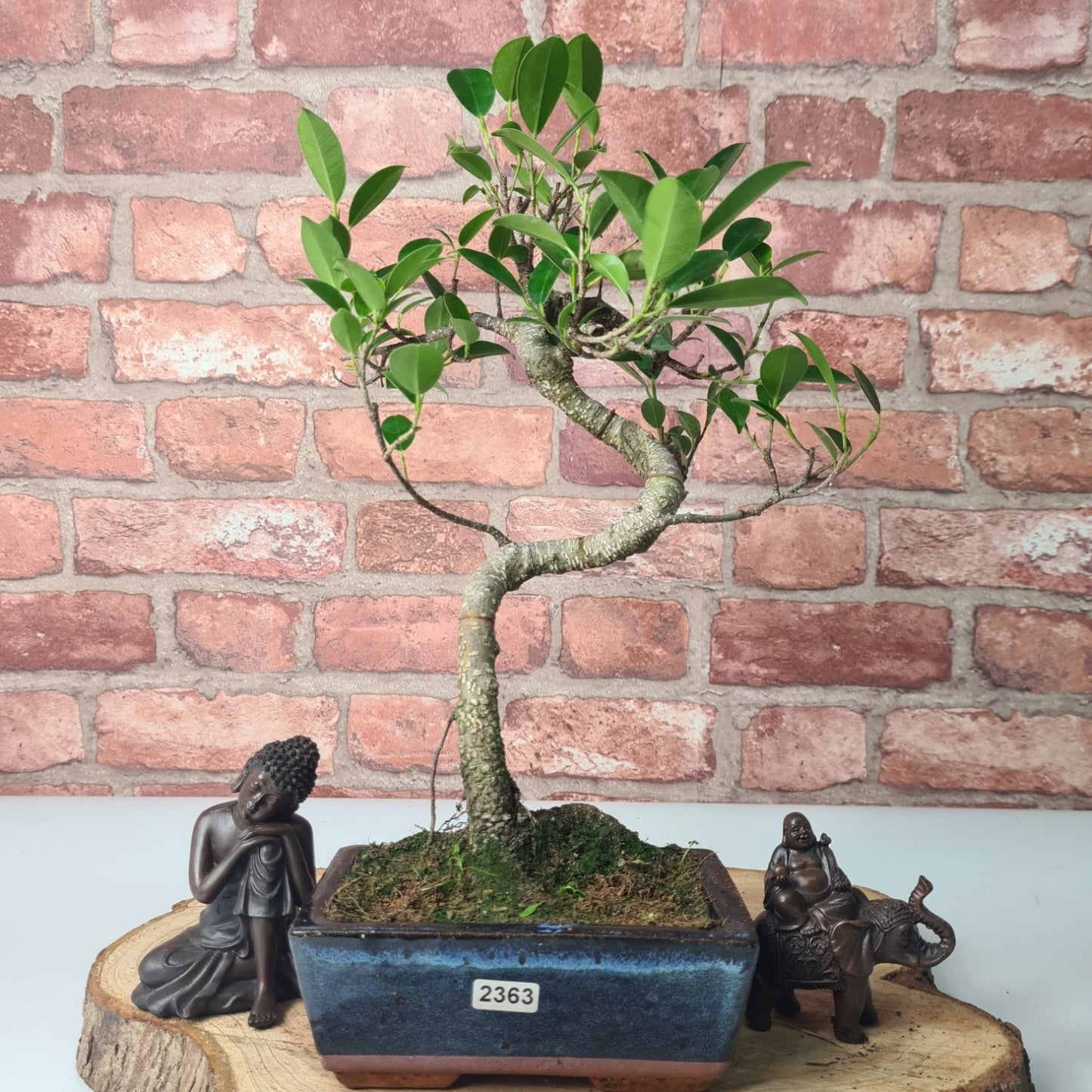 Ficus Microcarpa (Banyan Fig) Indoor Bonsai Tree | Shaped | In 15cm Pot