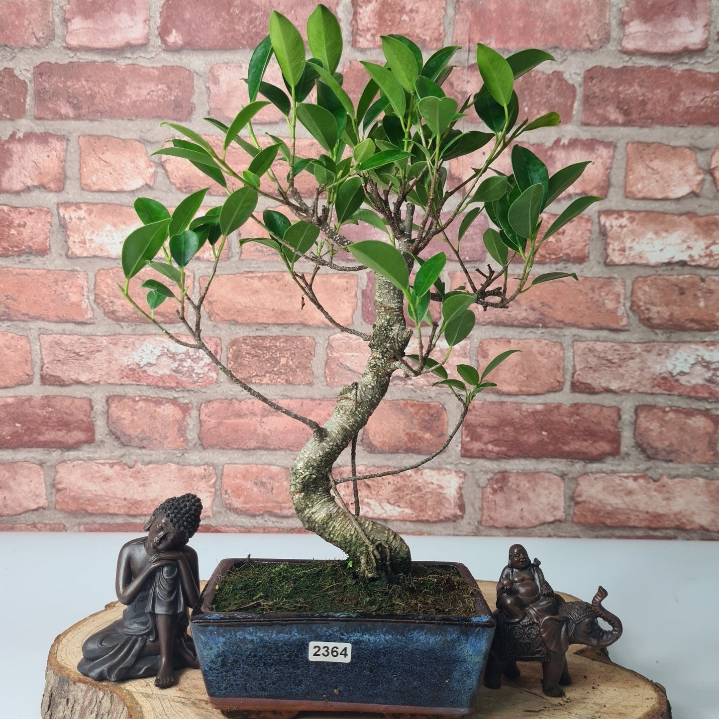 Ficus Microcarpa (Banyan Fig) Indoor Bonsai Tree | Shaped | In 15cm Pot