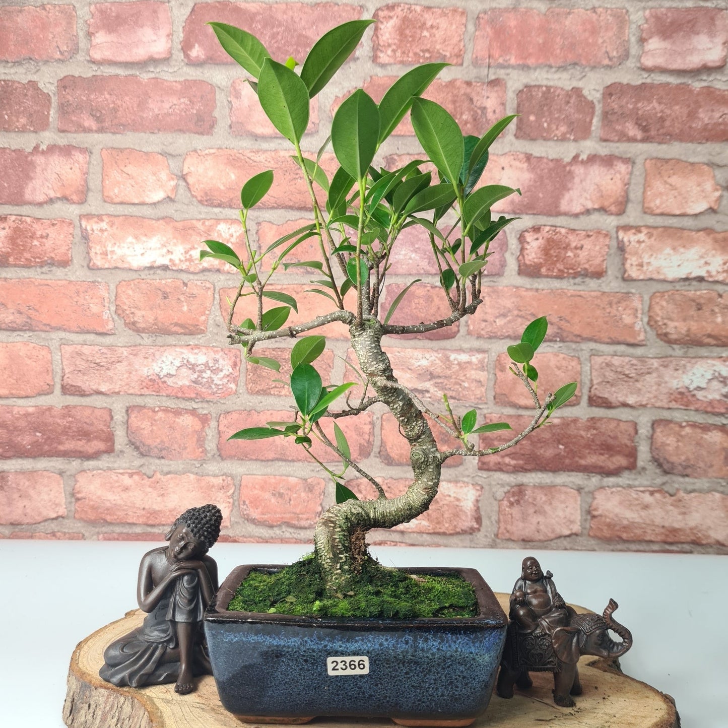 Ficus Microcarpa (Banyan Fig) Indoor Bonsai Tree | Shaped | In 15cm Pot