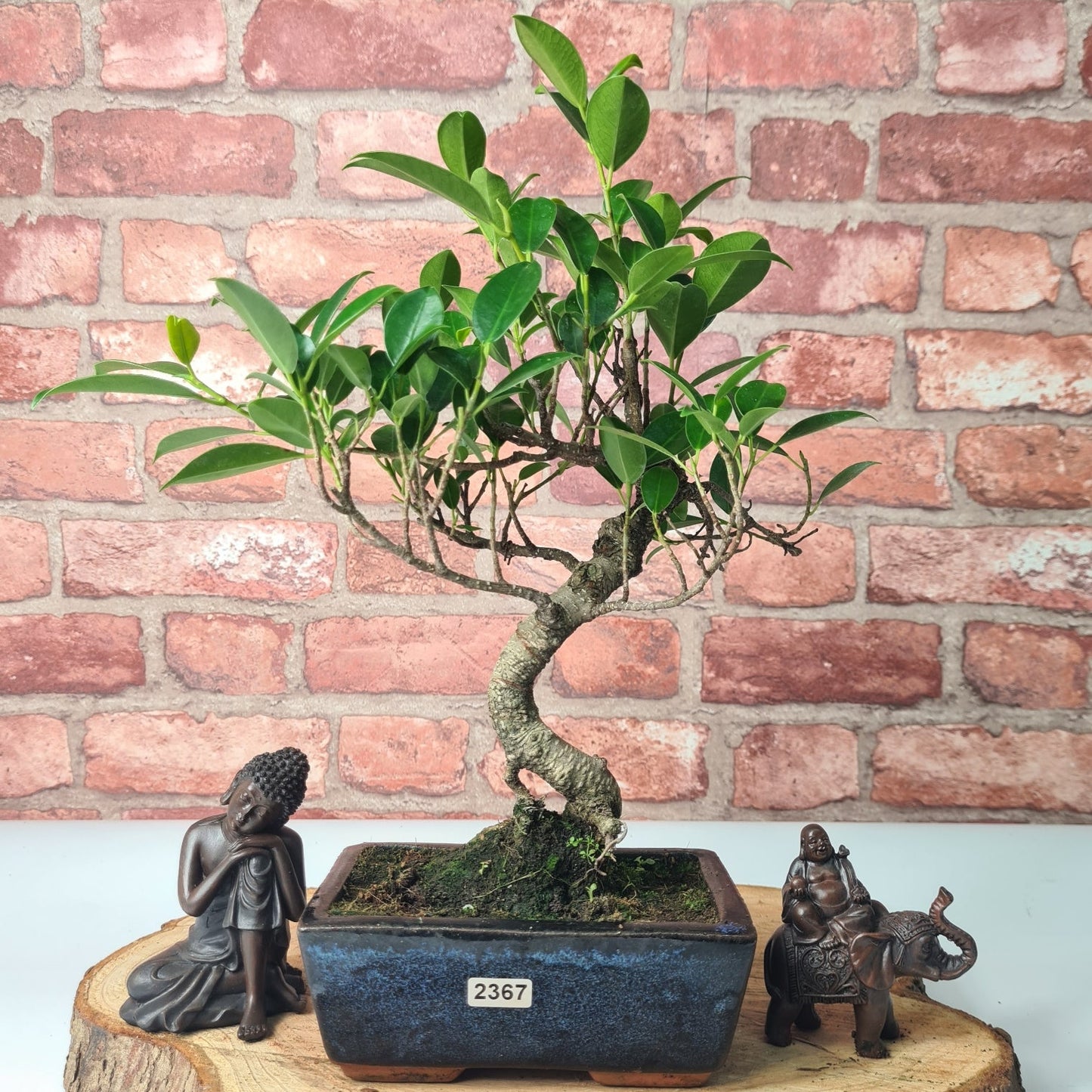 Ficus Microcarpa (Banyan Fig) Indoor Bonsai Tree | Shaped | In 15cm Pot