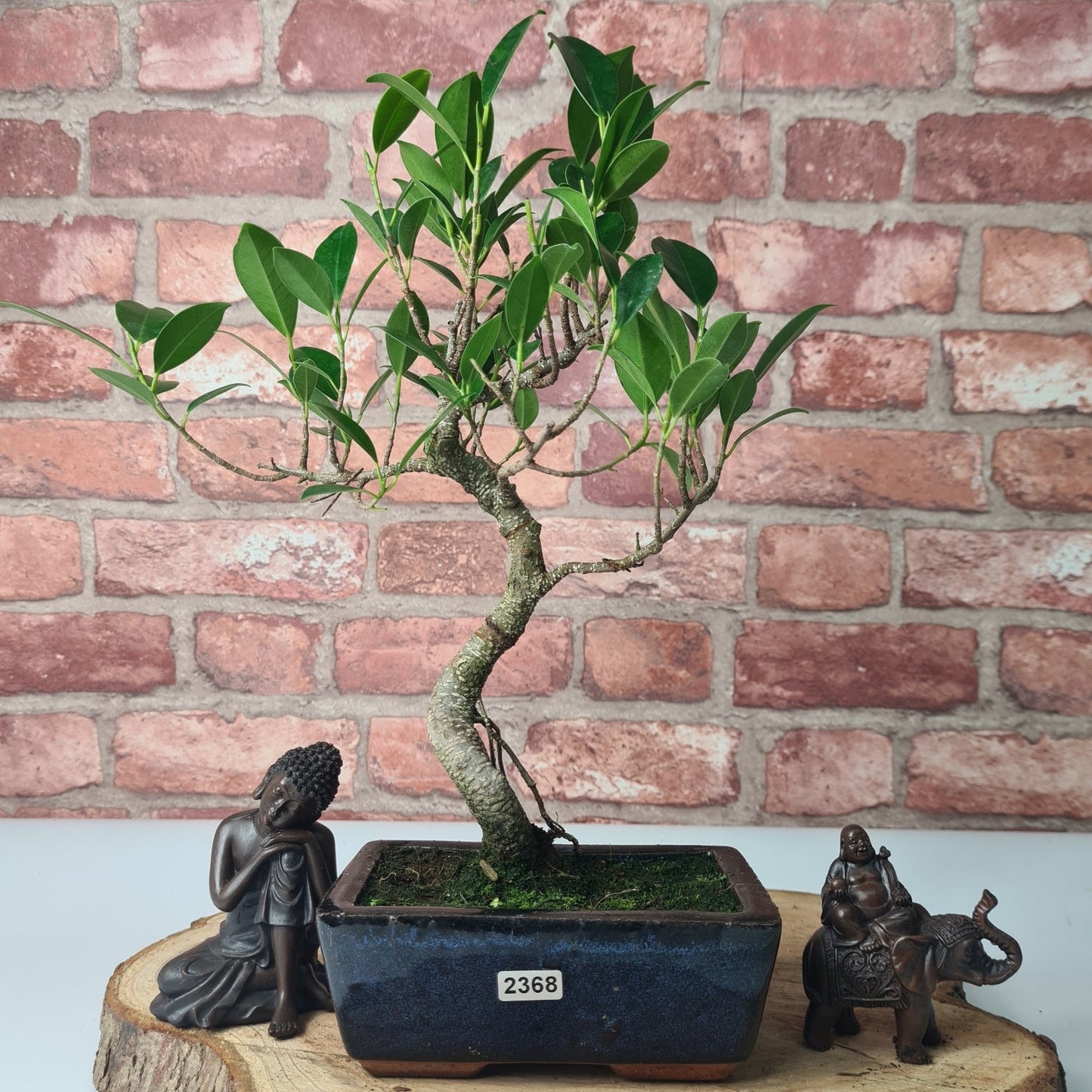 Ficus Microcarpa (Banyan Fig) Indoor Bonsai Tree | Shaped | In 15cm Pot