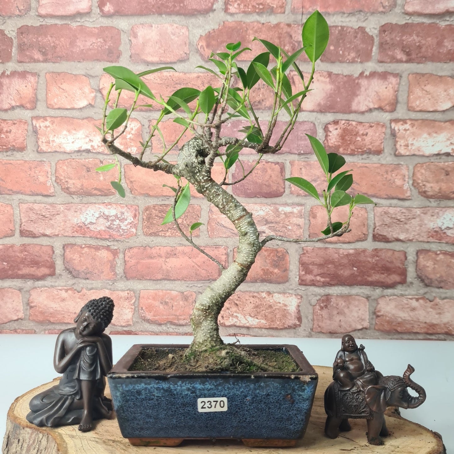 Ficus Microcarpa (Banyan Fig) Indoor Bonsai Tree | Shaped | In 15cm Pot