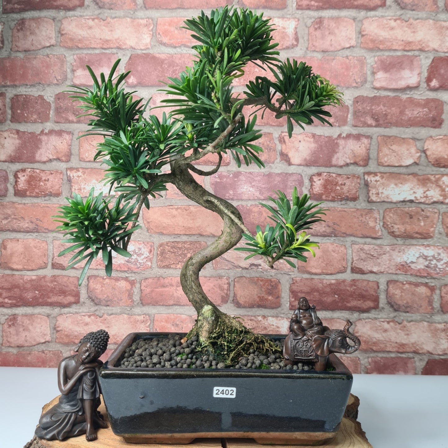 Buddhist Pine (Podocarpus Micro) Bonsai Tree | Shaped | In 25cm Pot