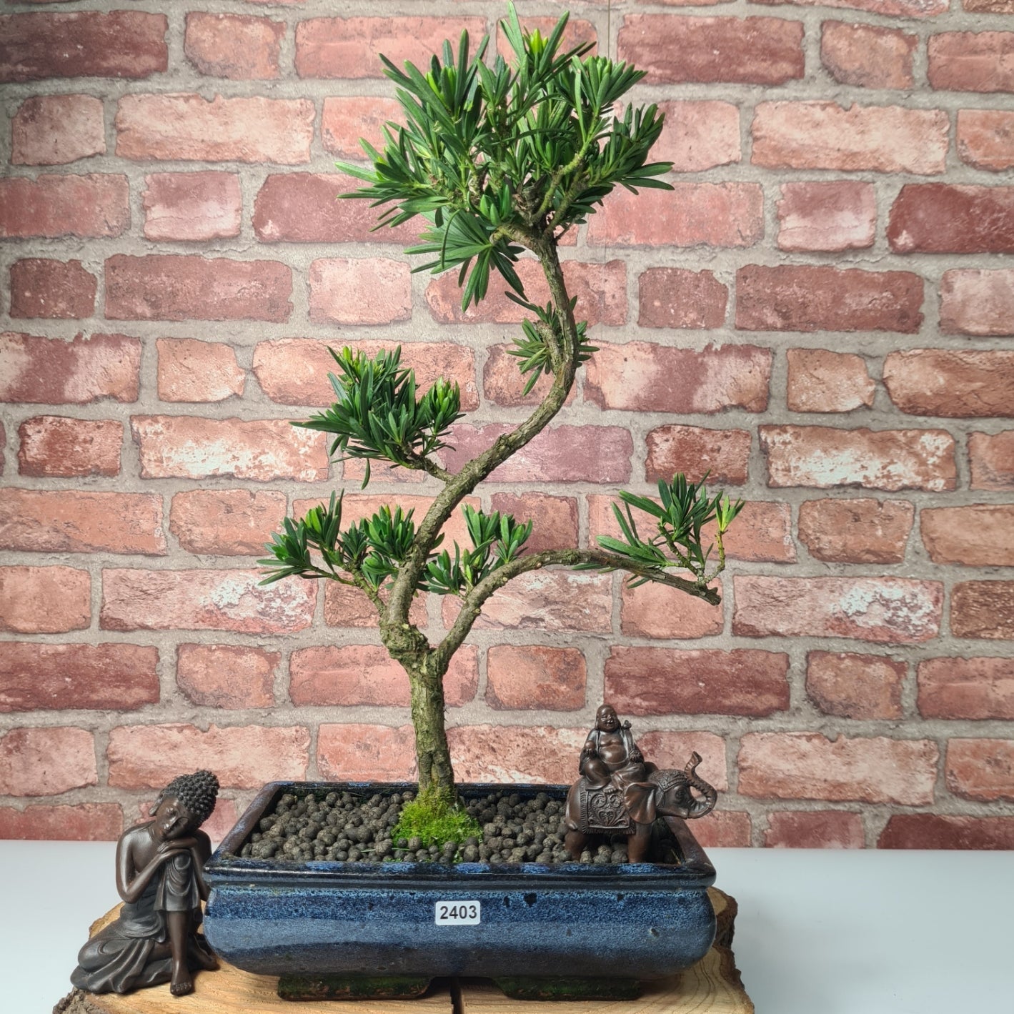 Buddhist Pine (Podocarpus Micro) Bonsai Tree | Shaped | In 25cm Pot