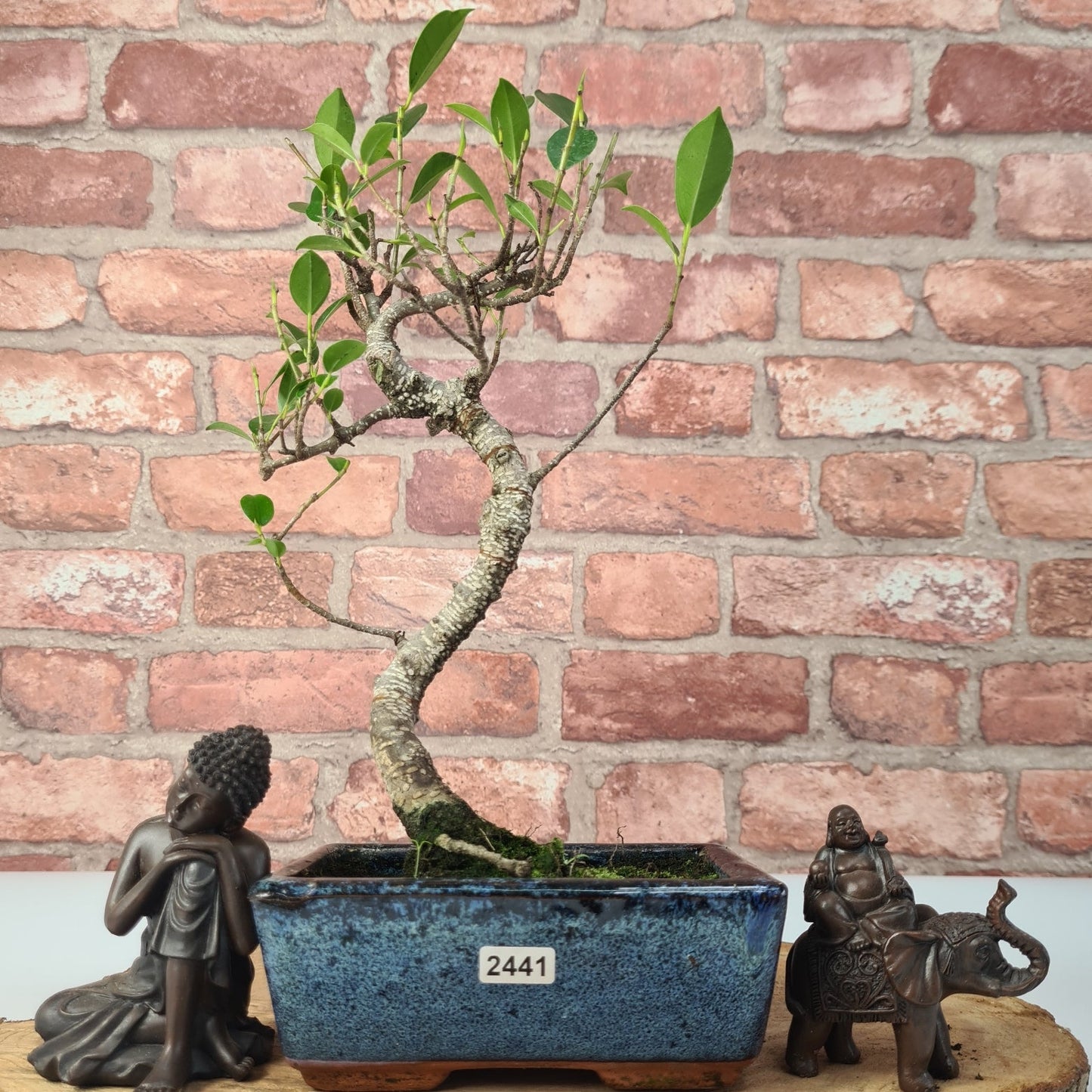 Ficus Microcarpa (Banyan Fig) Indoor Bonsai Tree | Shaped | In 15cm Pot